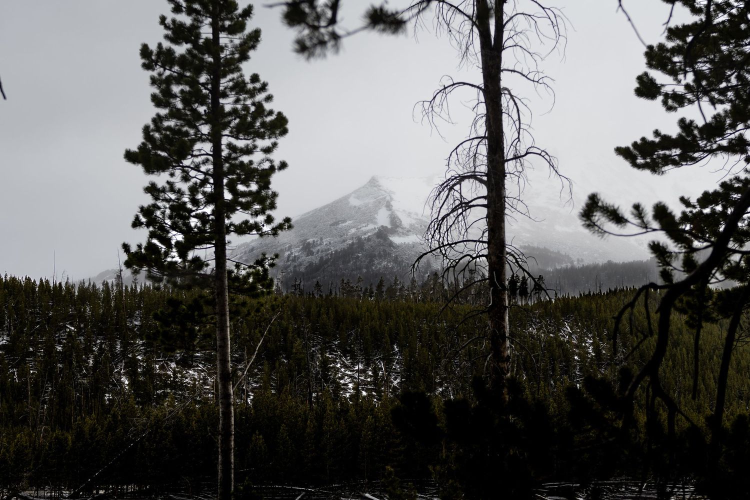 Snow-capped mountain peak visible through tall pine trees on a misty, overcast day in the wilderness.