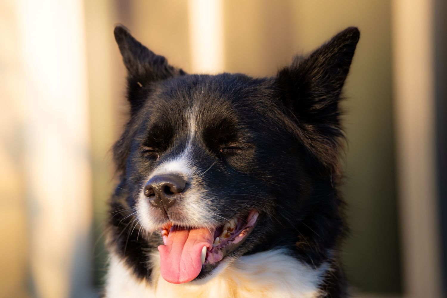 A black and white Border Collie with tongue out enjoys a sunny day outdoors.