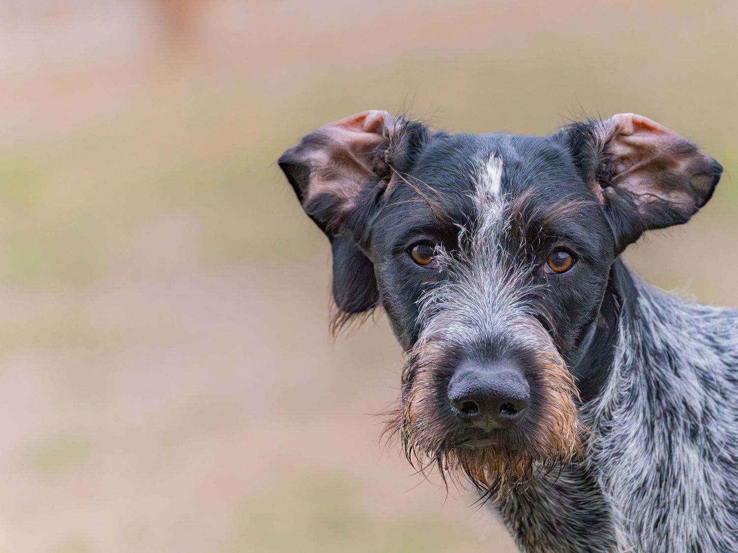A detailed portrait of a German Wirehaired Pointer with expressive eyes against a blurred background.