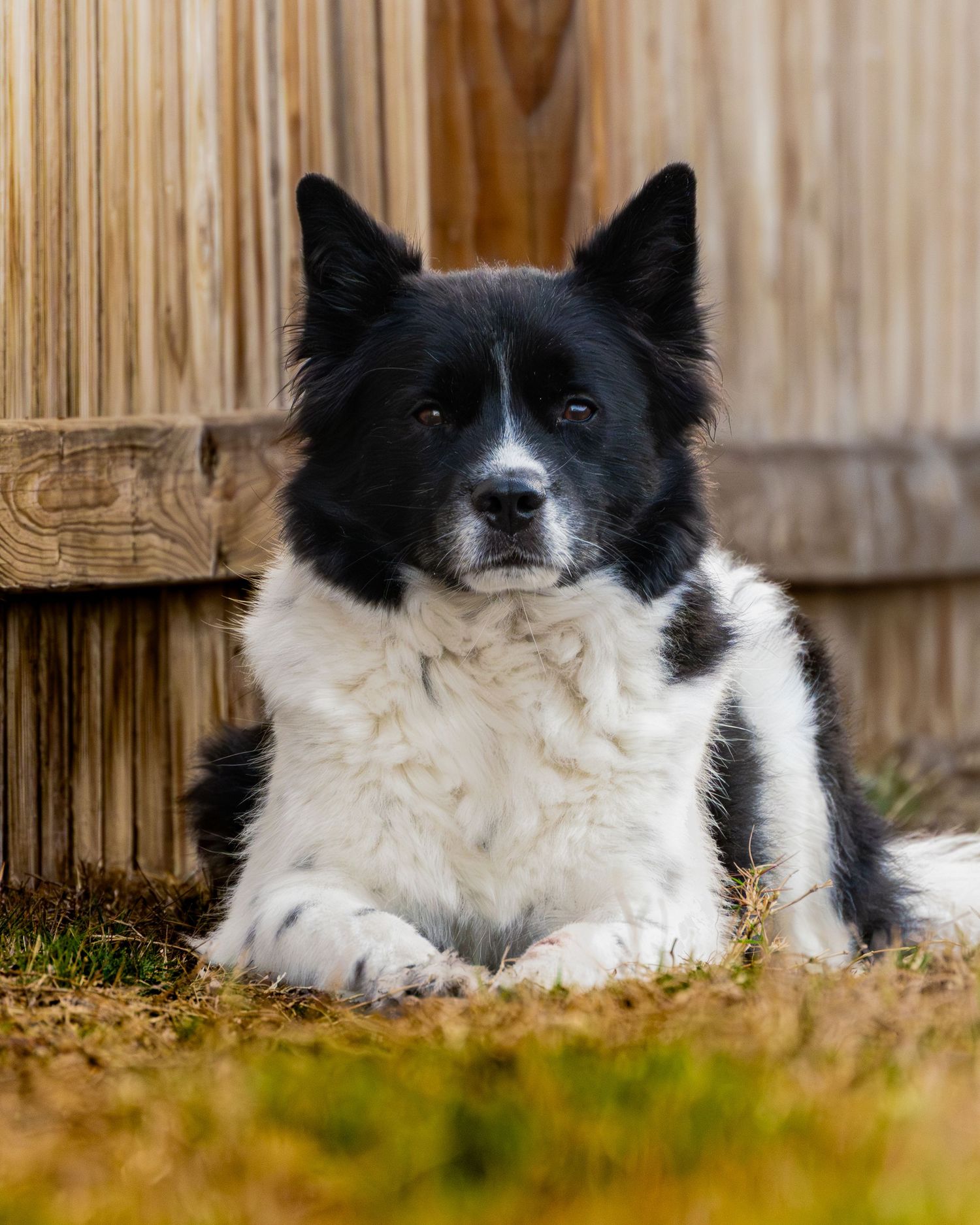 A black and white Border Collie lies calmly on grass in front of a wooden fence.