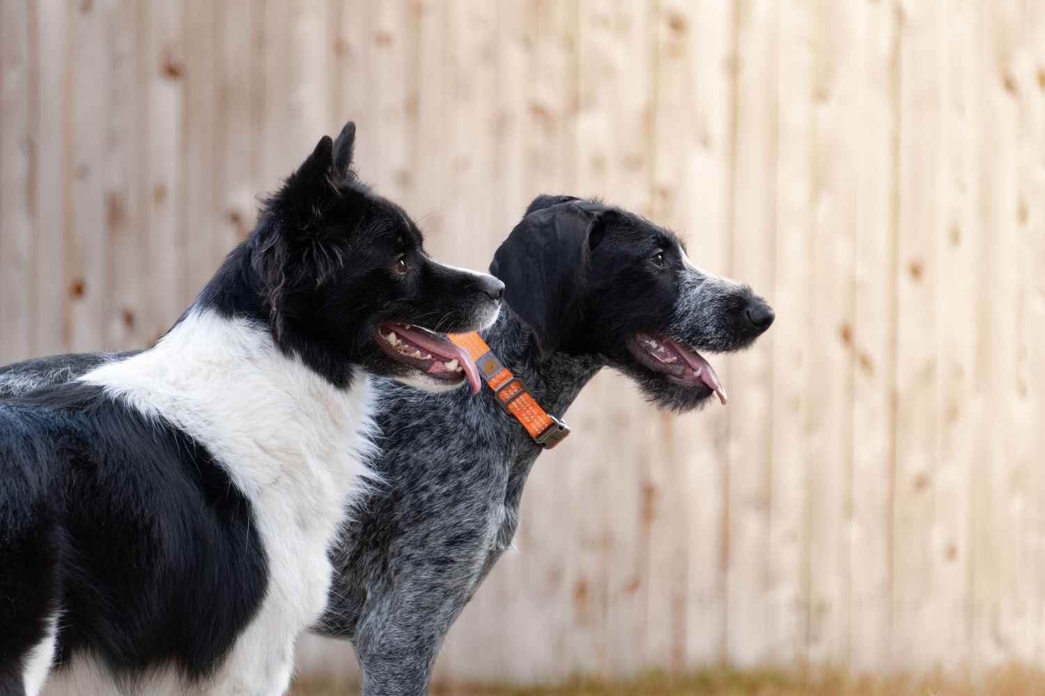 Two dogs, a Border Collie and a spotted breed, stand side by side with mouths open against a wooden backdrop.