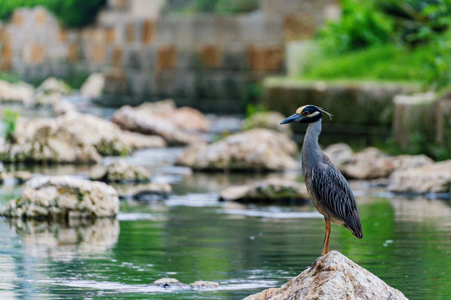 Yellow-crowned night heron standing on a rock beside a flowing river in natural habitat.