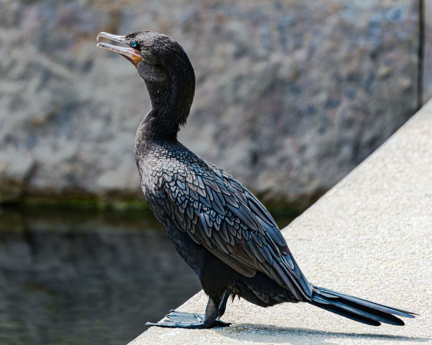 A dark-feathered cormorant perched on a concrete ledge near water, with its beak raised upward in profile view.