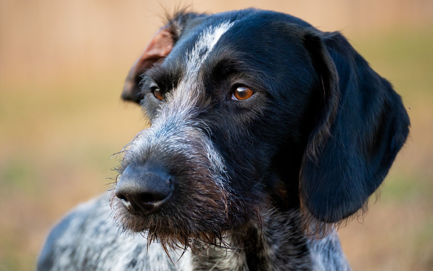 A close-up portrait of a German Wirehaired Pointer with soulful brown eyes outdoors.