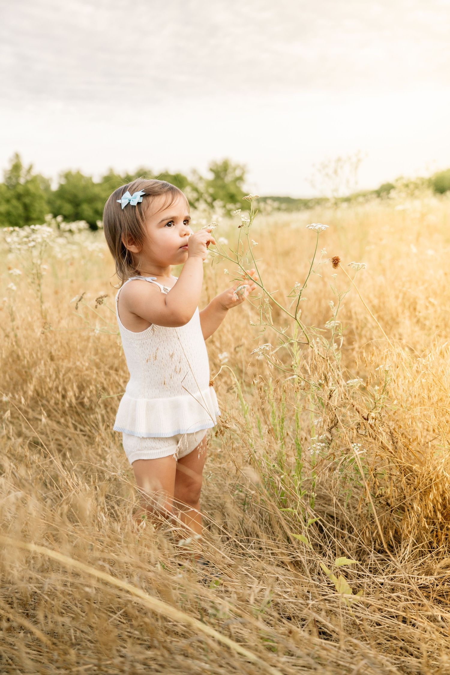 Cute toddler girl in white dress exploring wildflowers in a golden summer field.