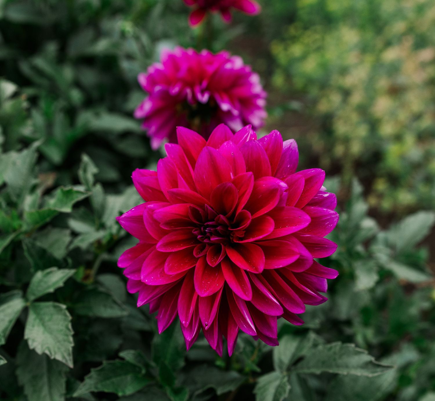 Vibrant magenta dahlia flower in full bloom surrounded by lush green foliage in garden.