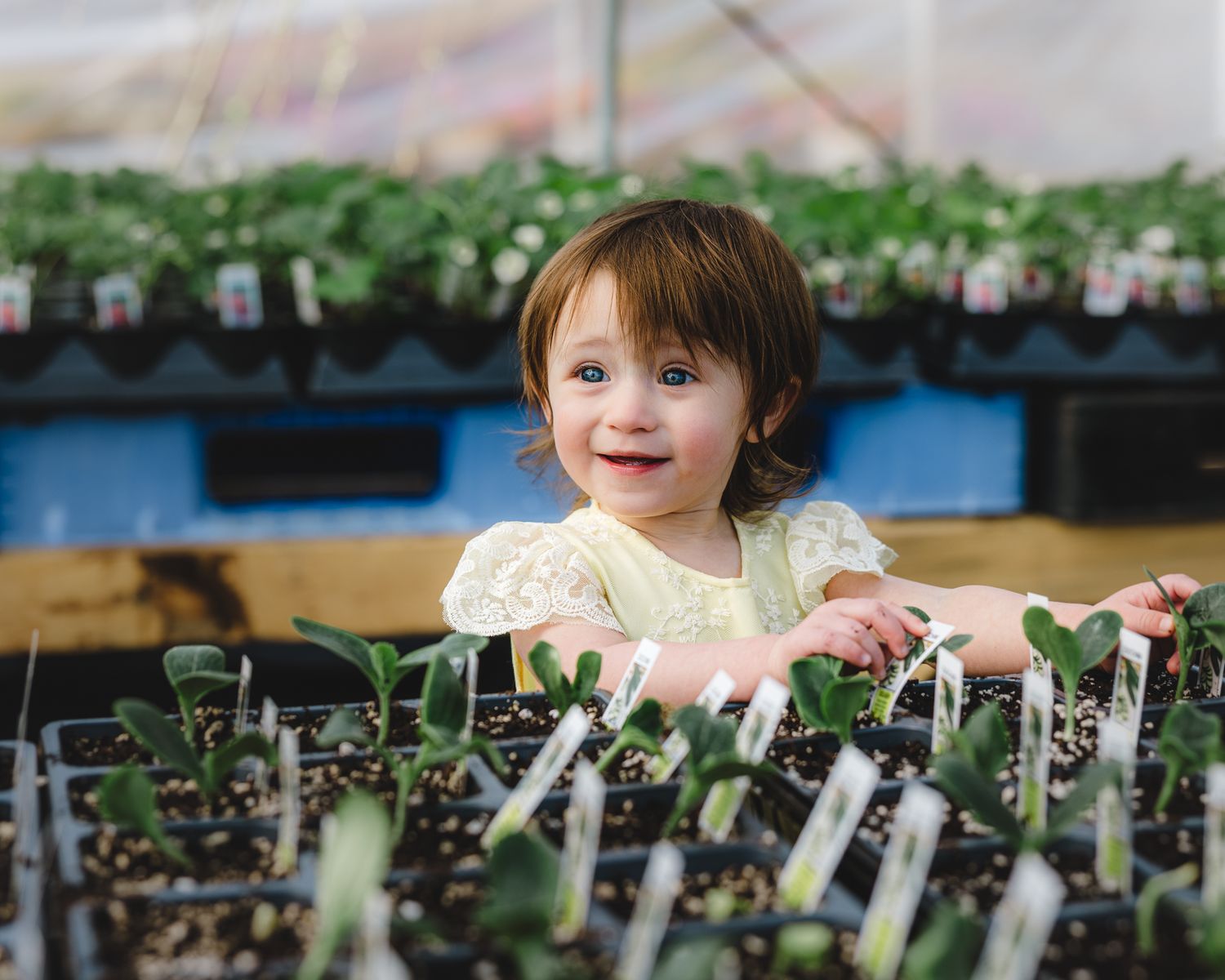 Smiling toddler girl in yellow dress peeking over trays of seedlings in a greenhouse nursery.