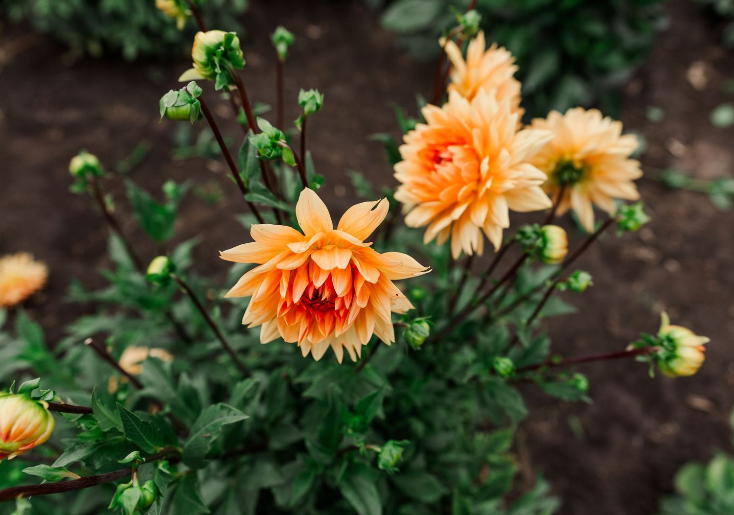 Orange dahlia flowers with buds blooming on green stems in an outdoor garden setting.