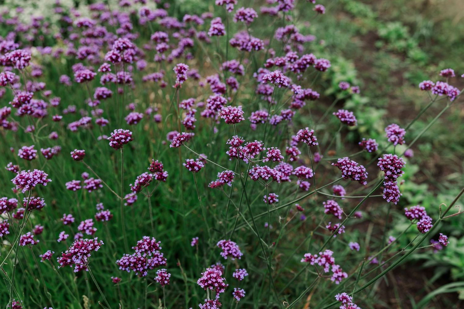 Field of blooming purple verbena flowers growing in a lush green garden.