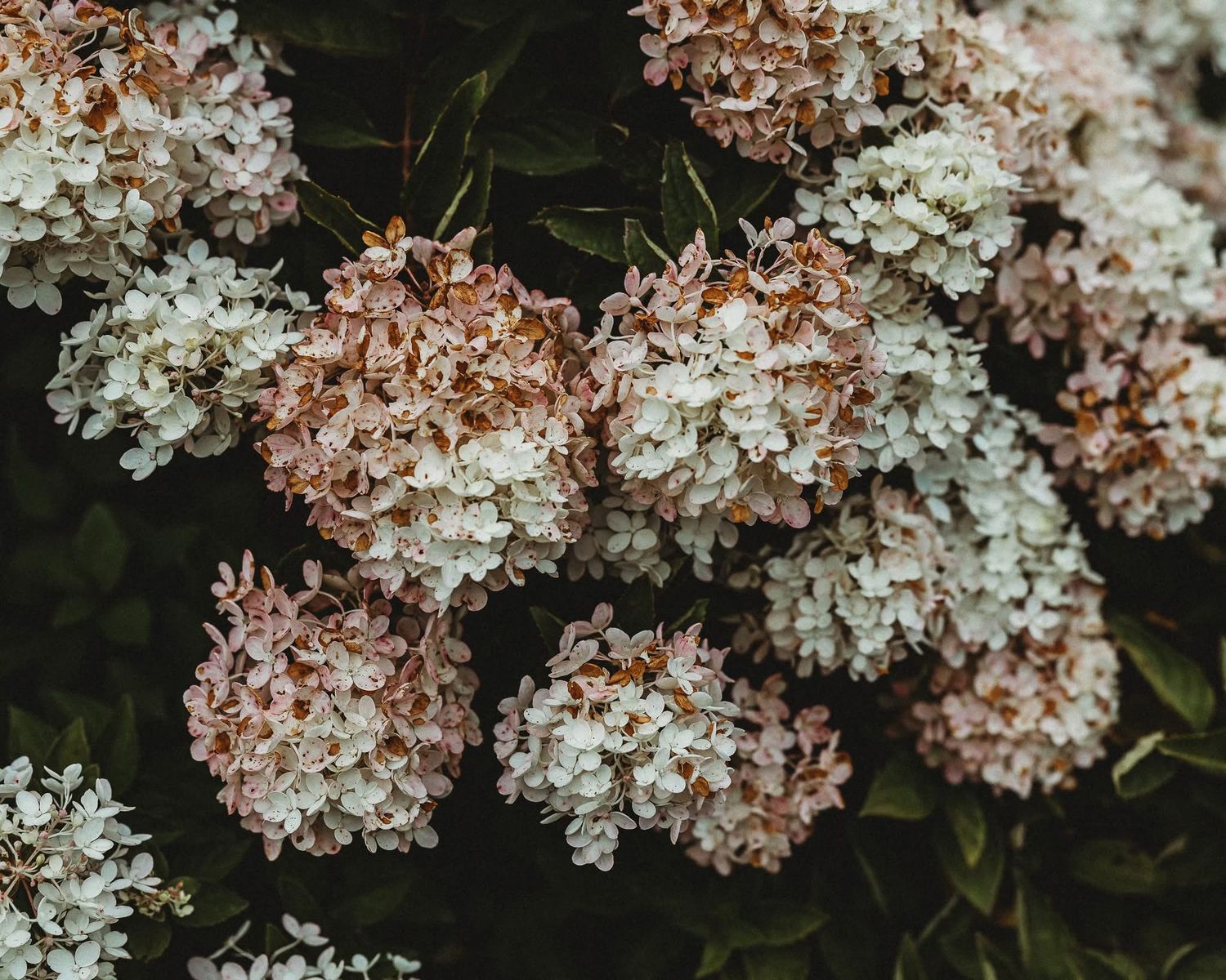Close-up of blooming white and pink hydrangea flower clusters surrounded by dark green leaves.