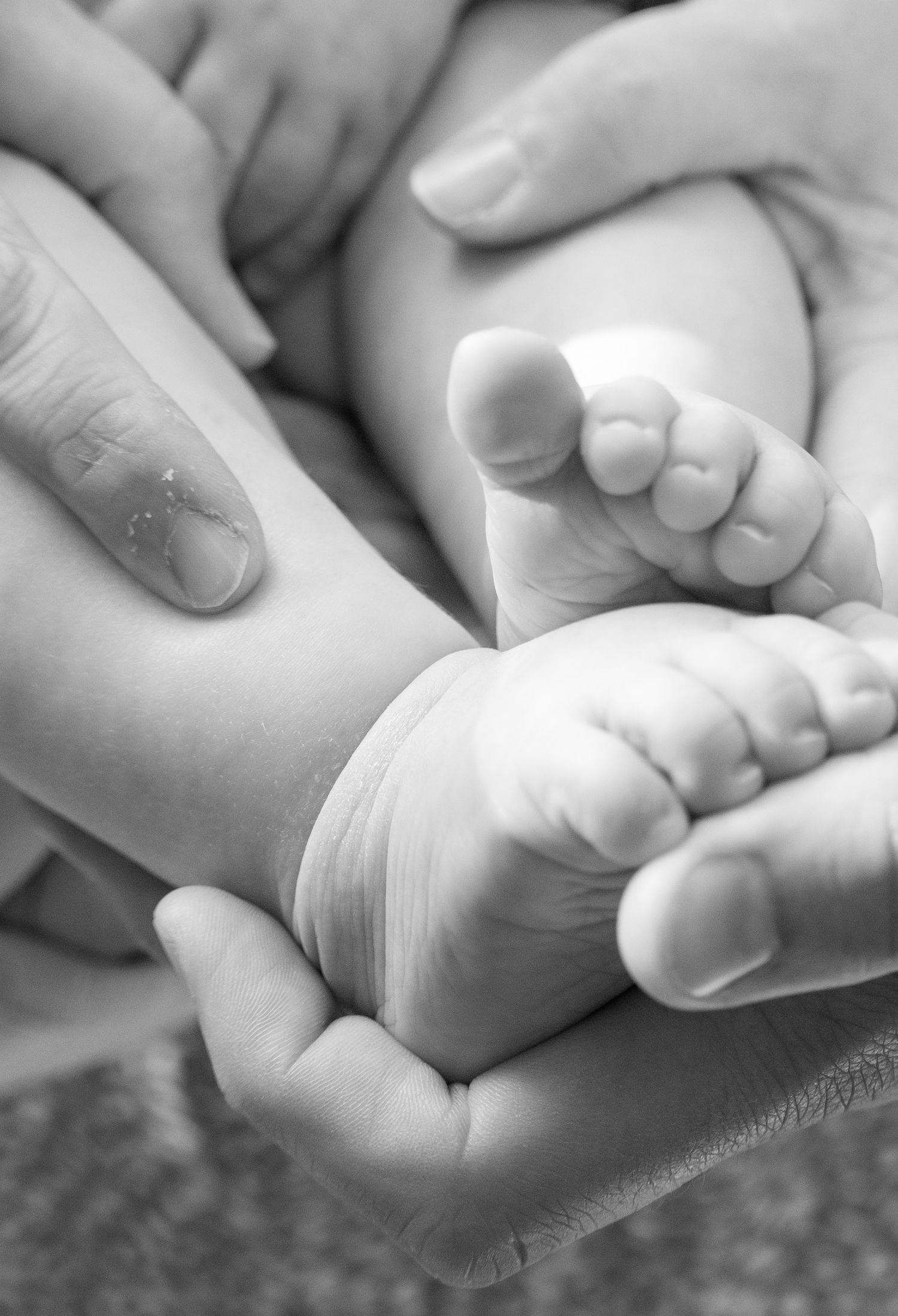 Black and white close-up of adult hands gently cradling tiny newborn baby feet.