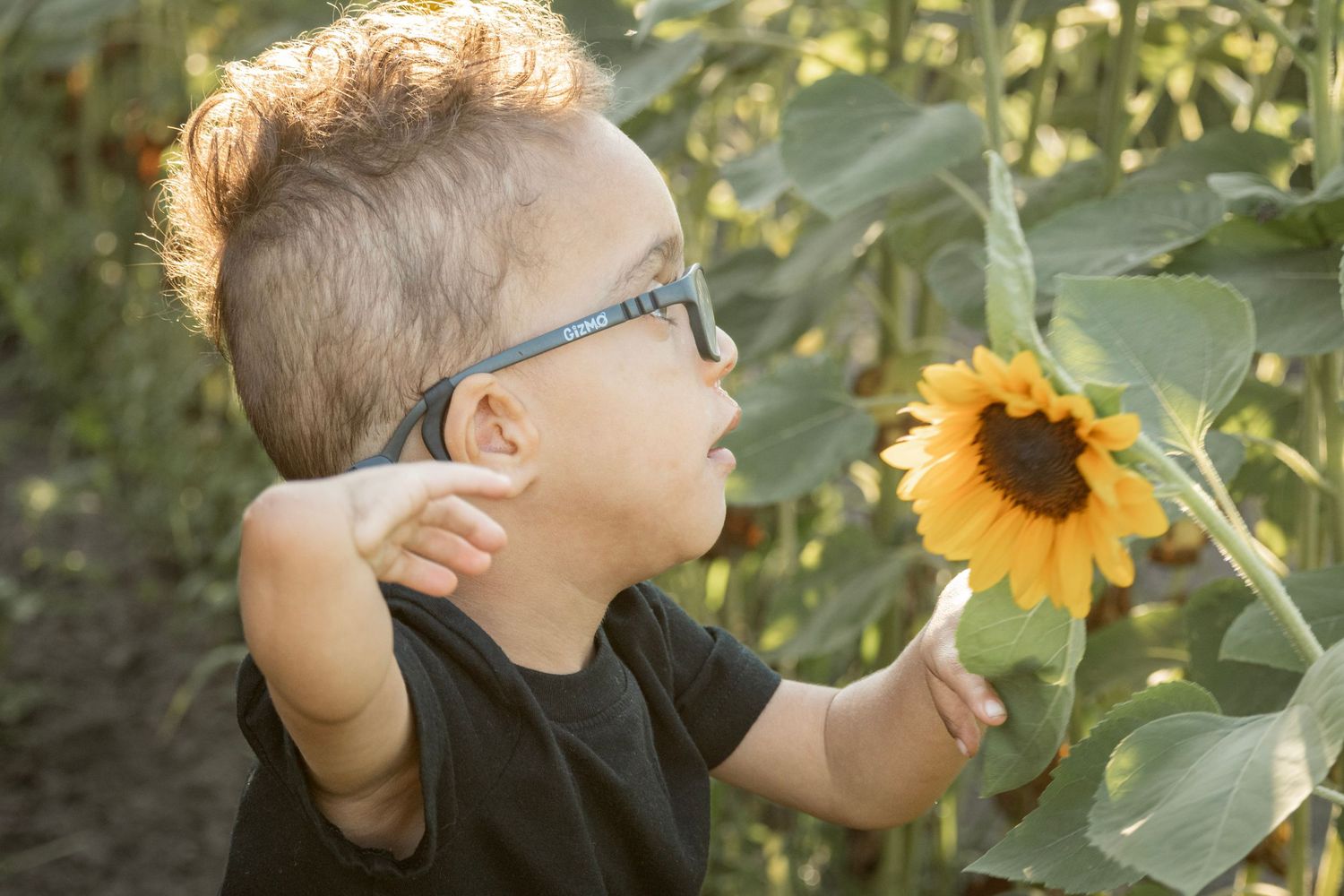Young boy with glasses admiring a bright yellow sunflower in a garden, reaching out to touch the bloom.
