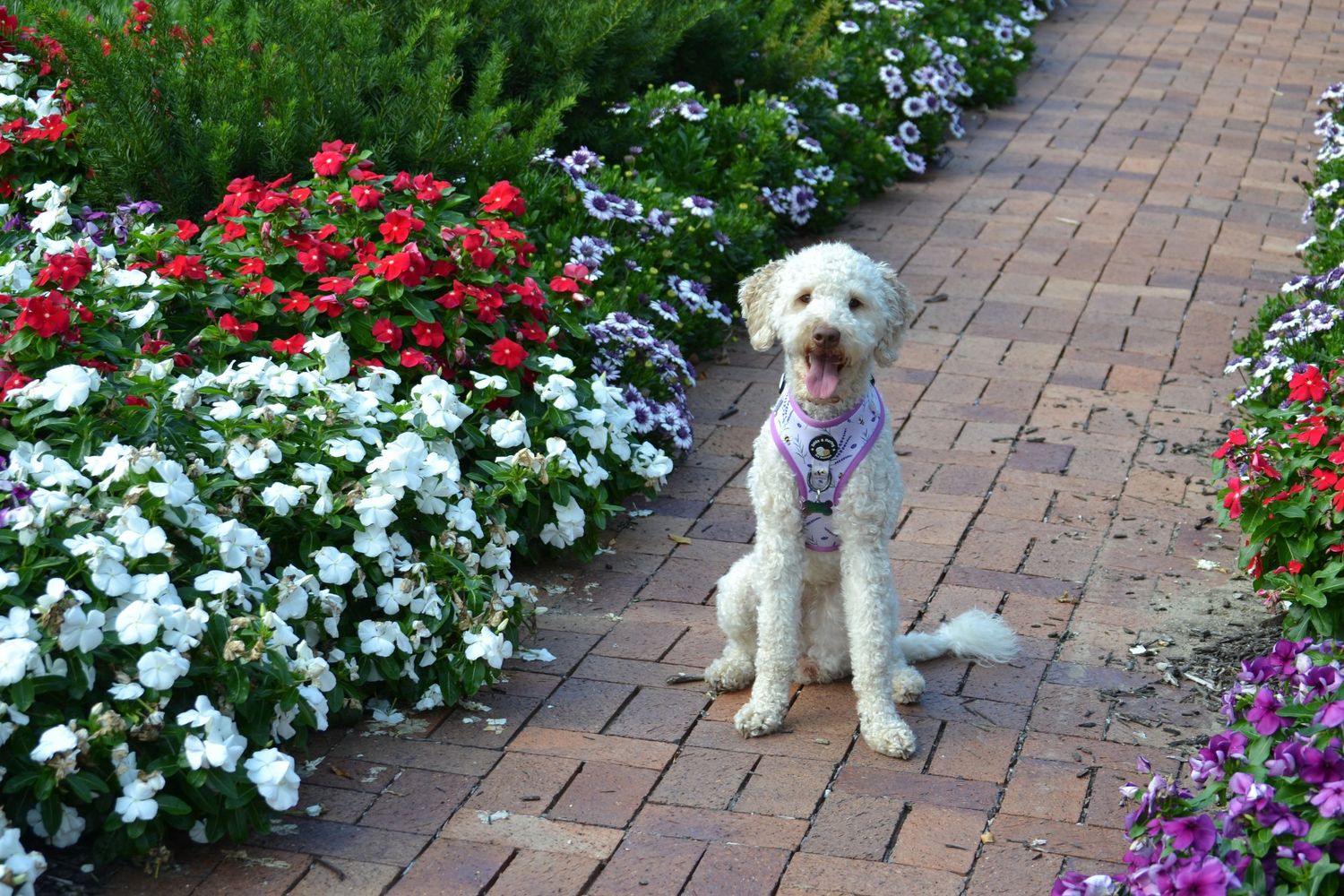 Dixie
