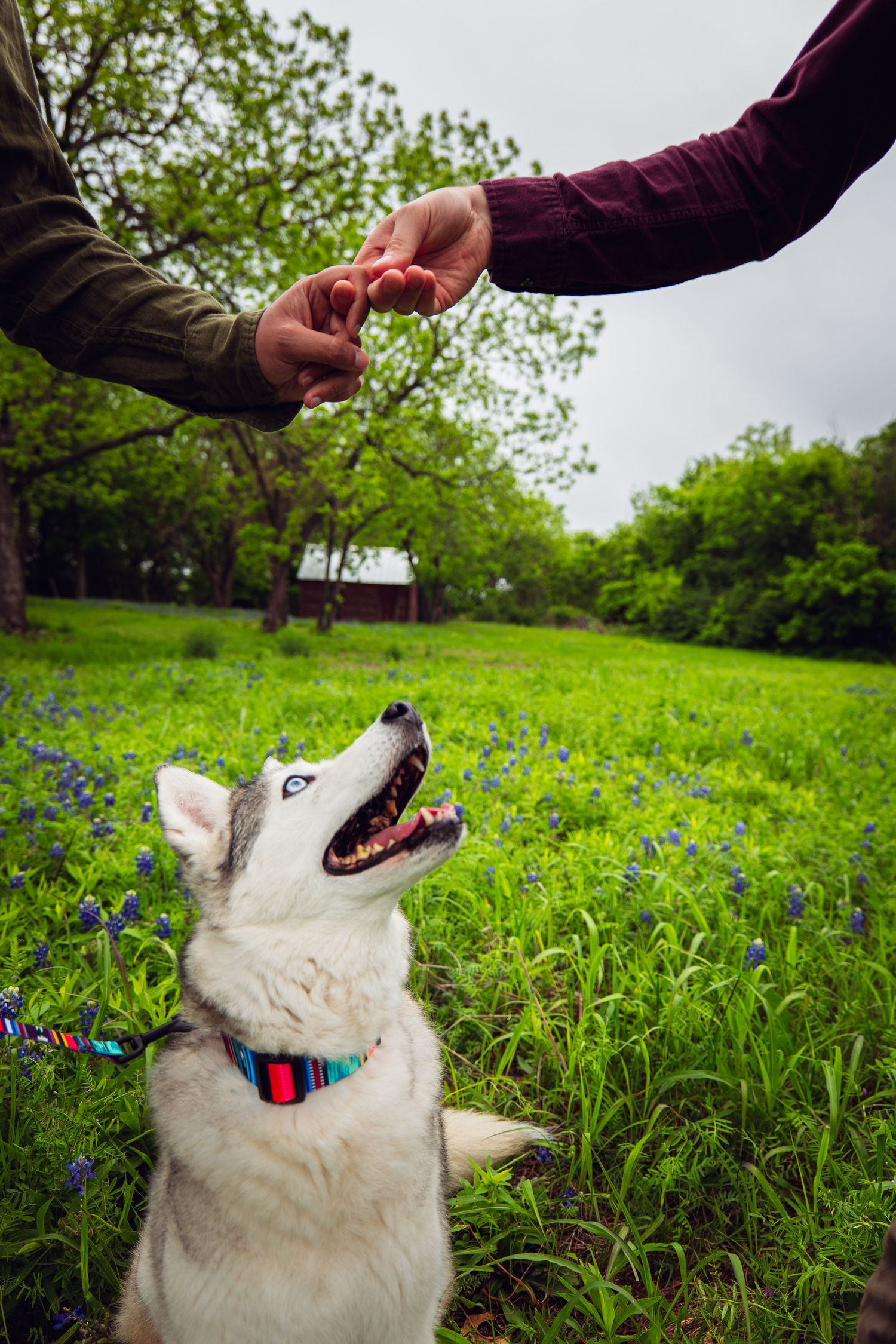 Husky dog looking up eagerly as two people exchange a treat in a wildflower field.