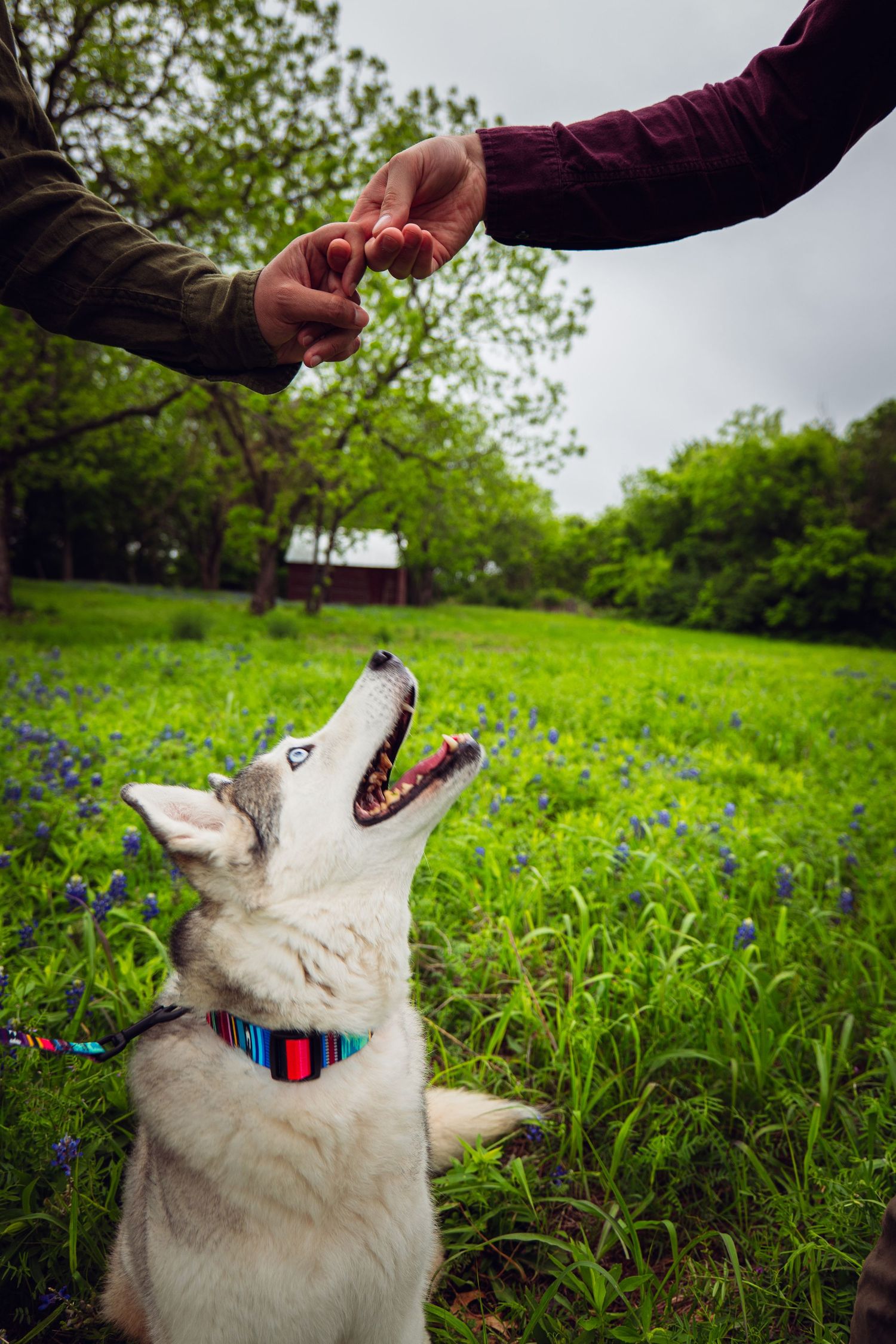 A Siberian Husky puppy eagerly looks up at two people offering a treat in a lush green field with bluebonnets.