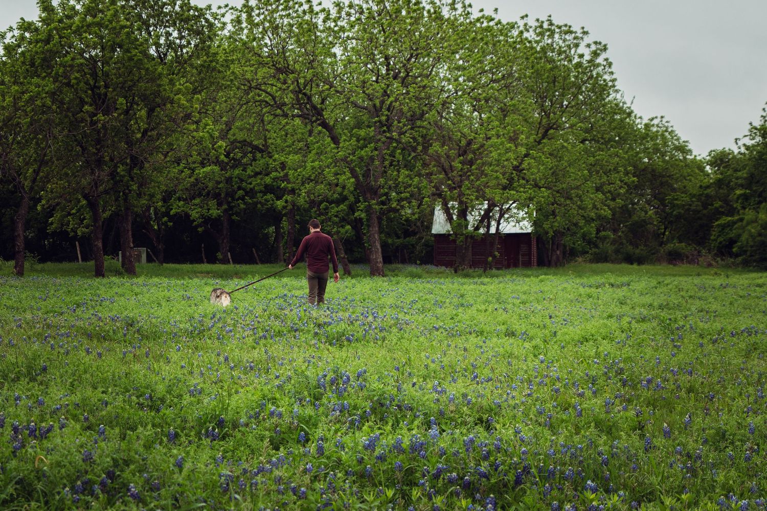 Person walking a dog through a field of bluebonnets with trees in background.