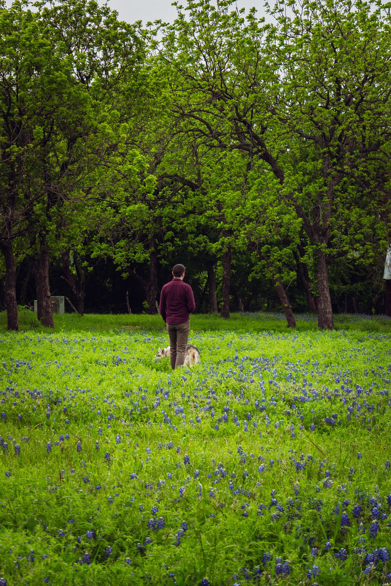 Man walking dog through lush green field of bluebonnets with trees in background.
