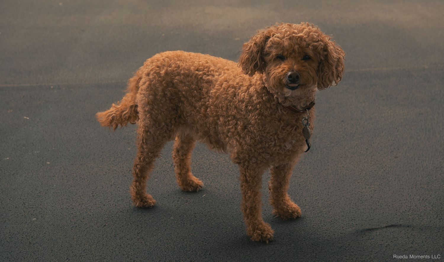 Cute curly-haired brown toy poodle standing on dark asphalt pavement outdoors.