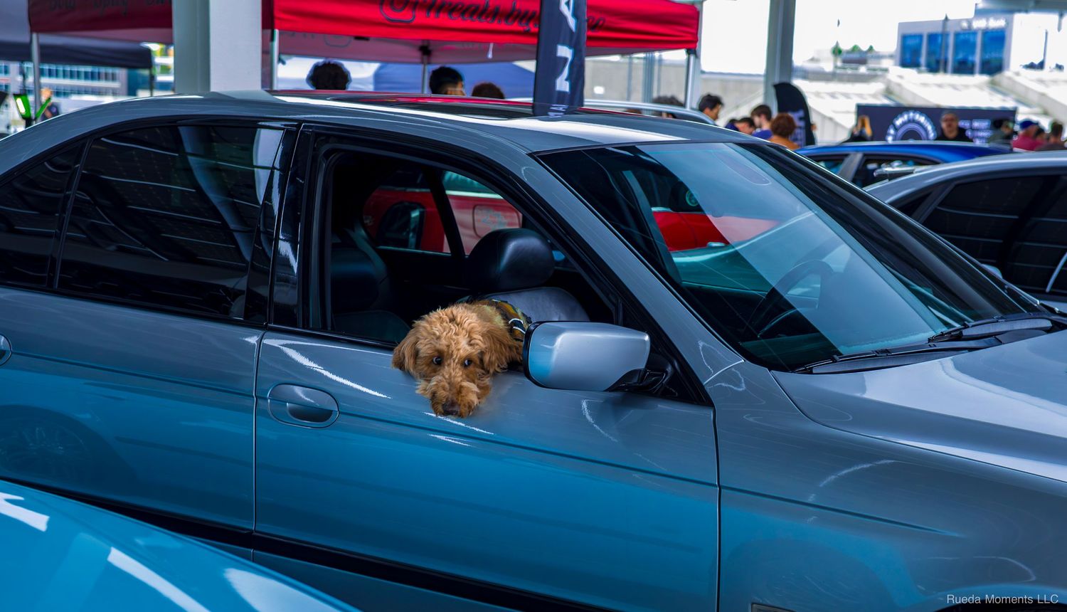 Fluffy brown poodle dog leaning out of a silver car window at an automotive event.