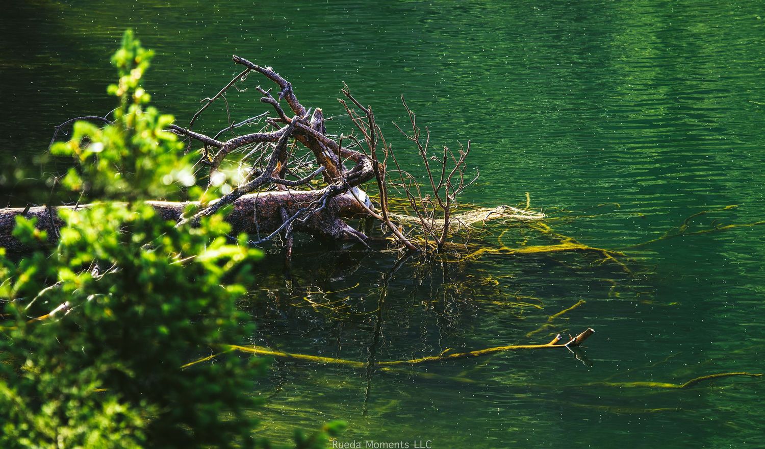 A fallen tree with tangled roots and branches partially submerged in a vivid green mountain lake.