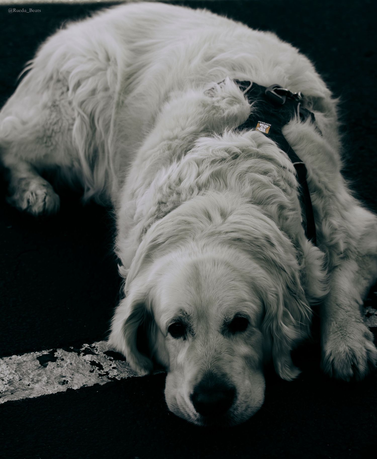 A golden retriever dog lying down on a dark floor in a black and white photo, looking tired and relaxed.