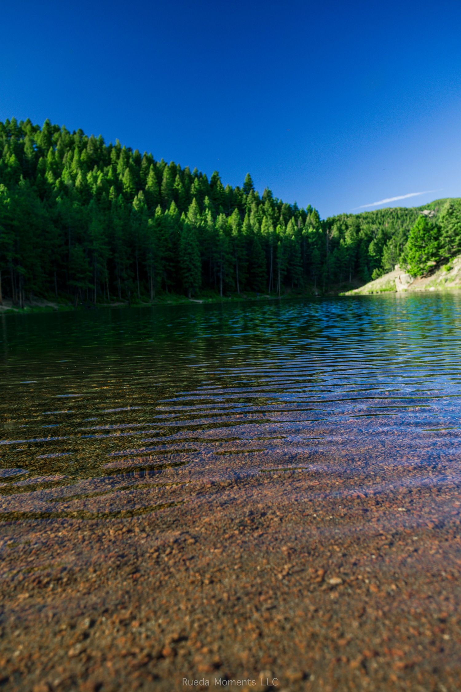 Crystal clear shallow lake water reveals rocky bottom with dense green pine forest and blue sky.
