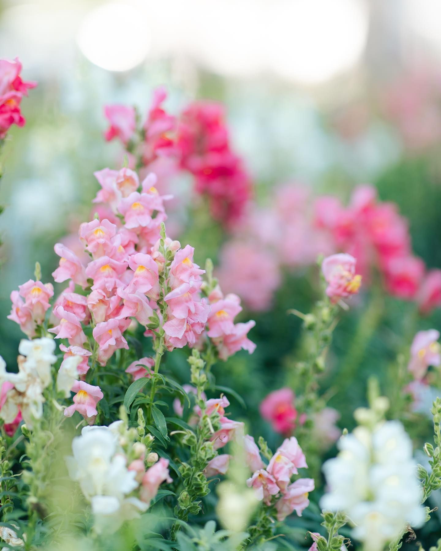 Soft pink and white snapdragon flowers bloom in a sunlit garden with bokeh background.