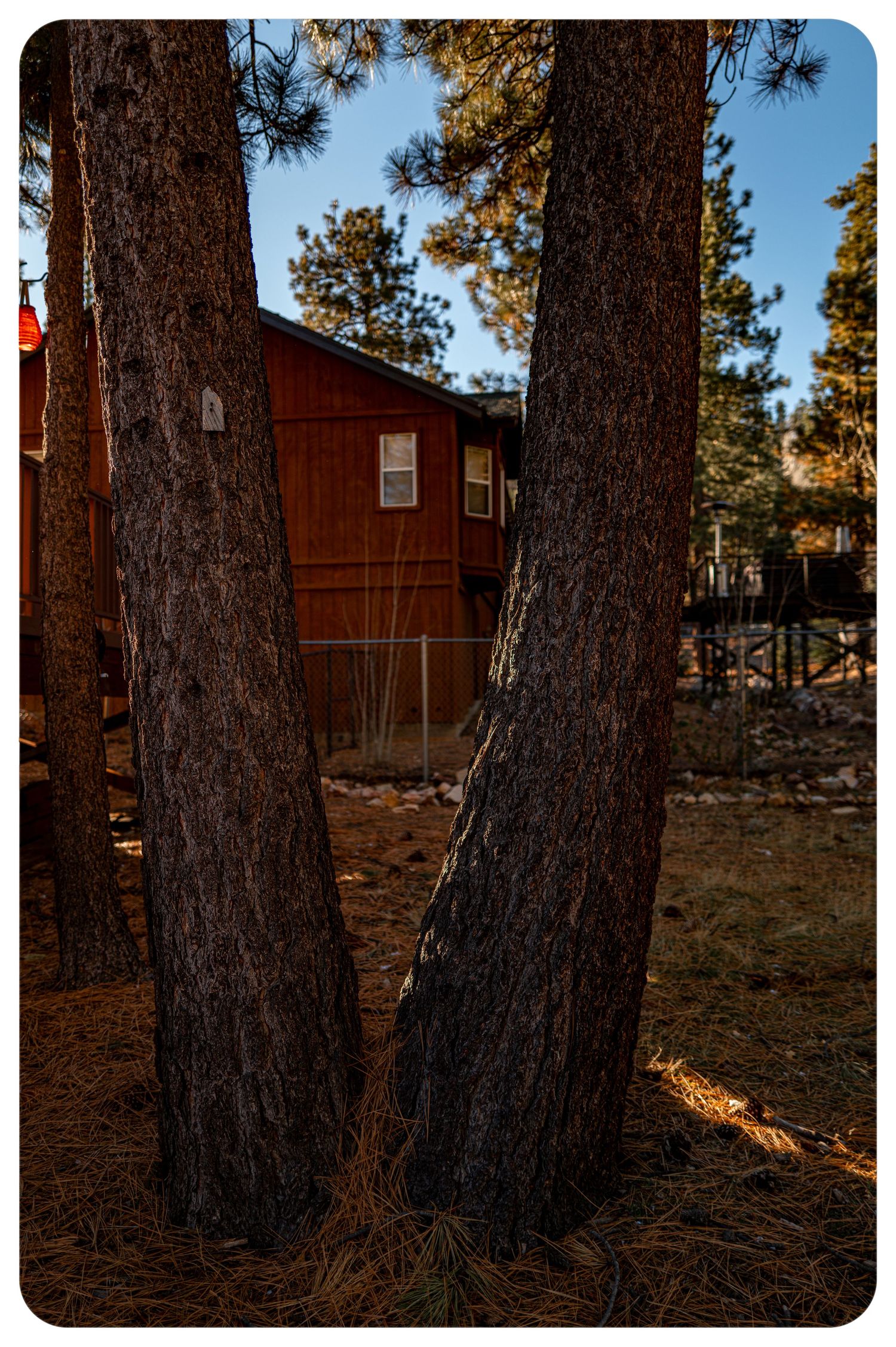 Two tall pine tree trunks framing a rustic red wooden cabin in a forest at golden hour.