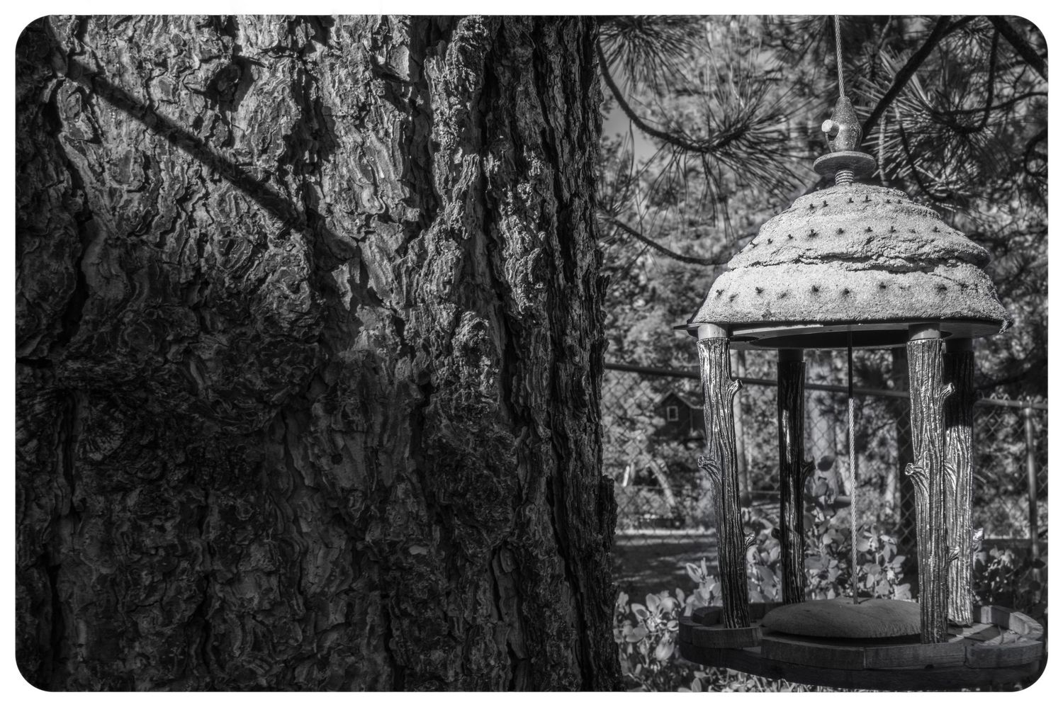 Vintage wooden bird feeder hanging from a tree branch in a forest, captured in black and white.