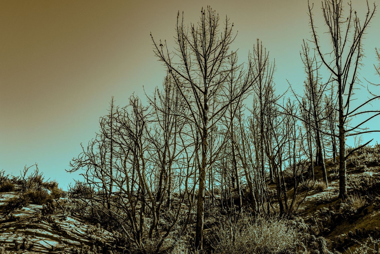 Bare burned trees on a hillside with a teal-toned sky in a stylized landscape photo.
