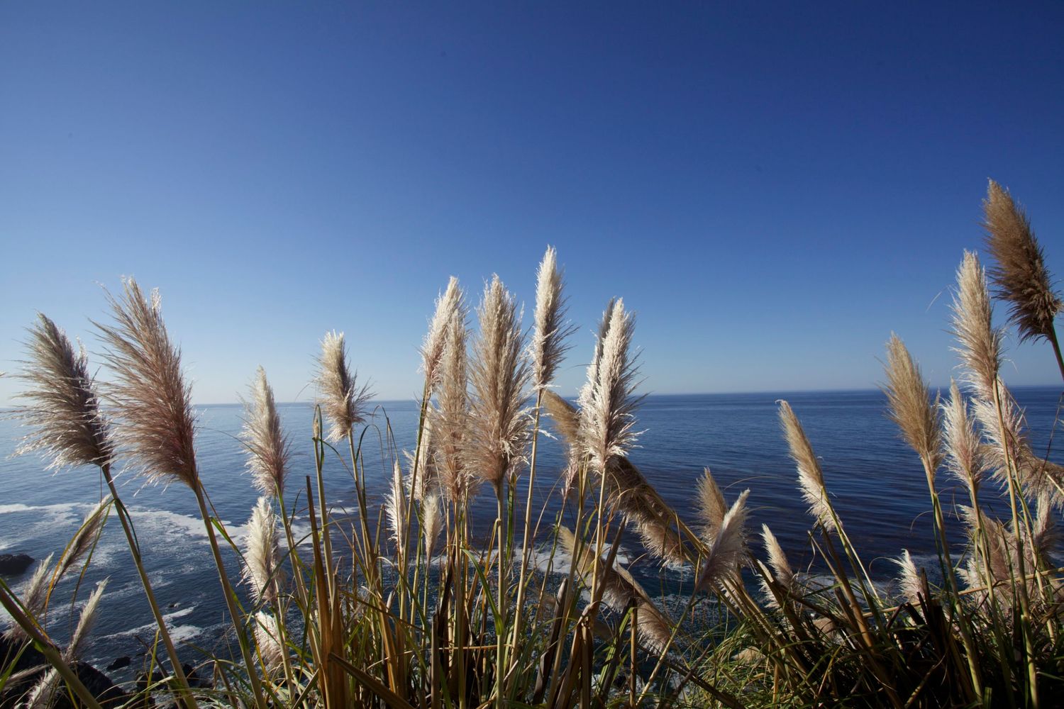 Tall pampas grass sways in the breeze against a vivid blue ocean and clear sky on a sunny coastal day.