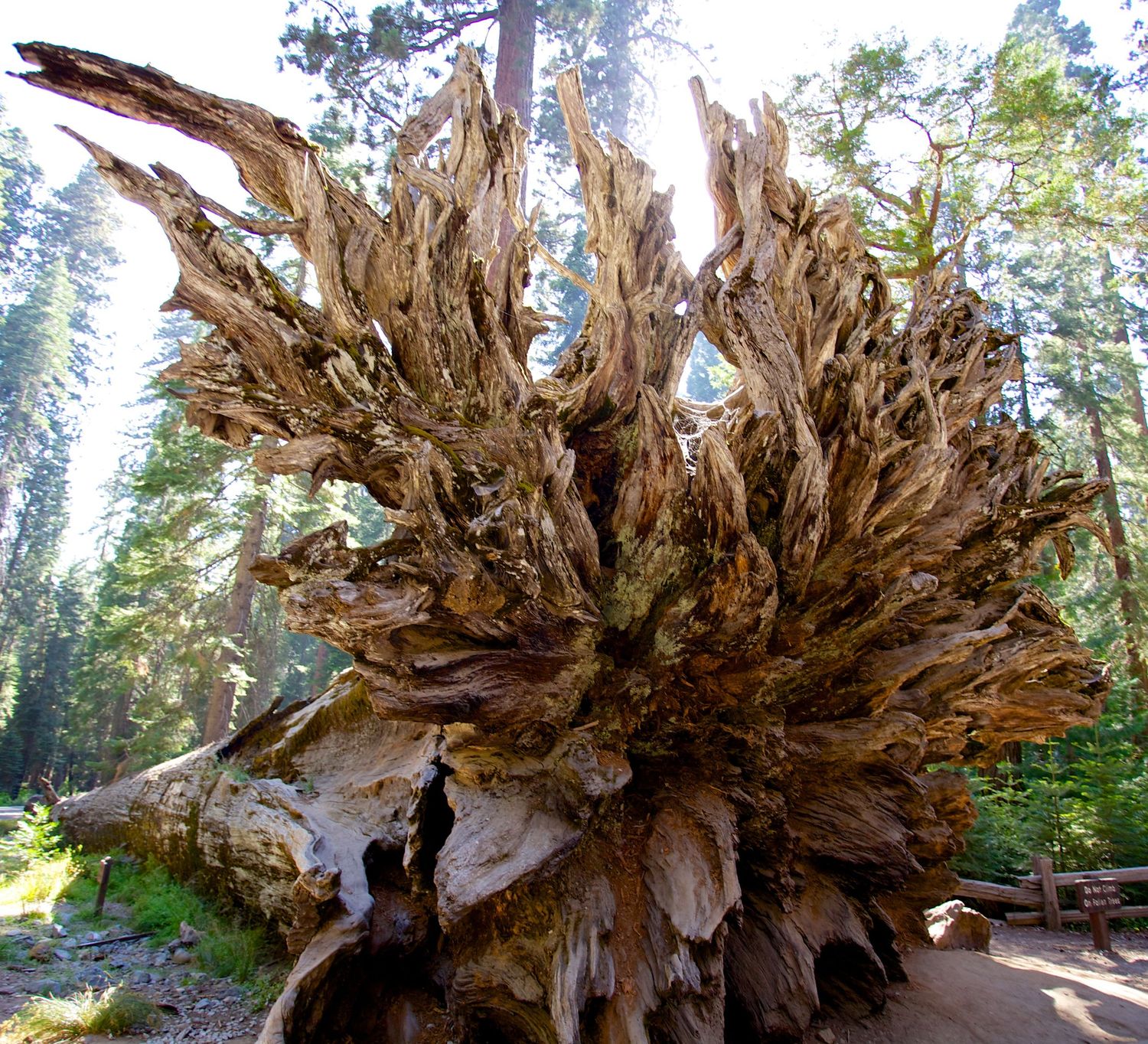 Massive fallen sequoia tree root system exposed in Yosemite forest, showing intricate weathered wood textures against tall trees.