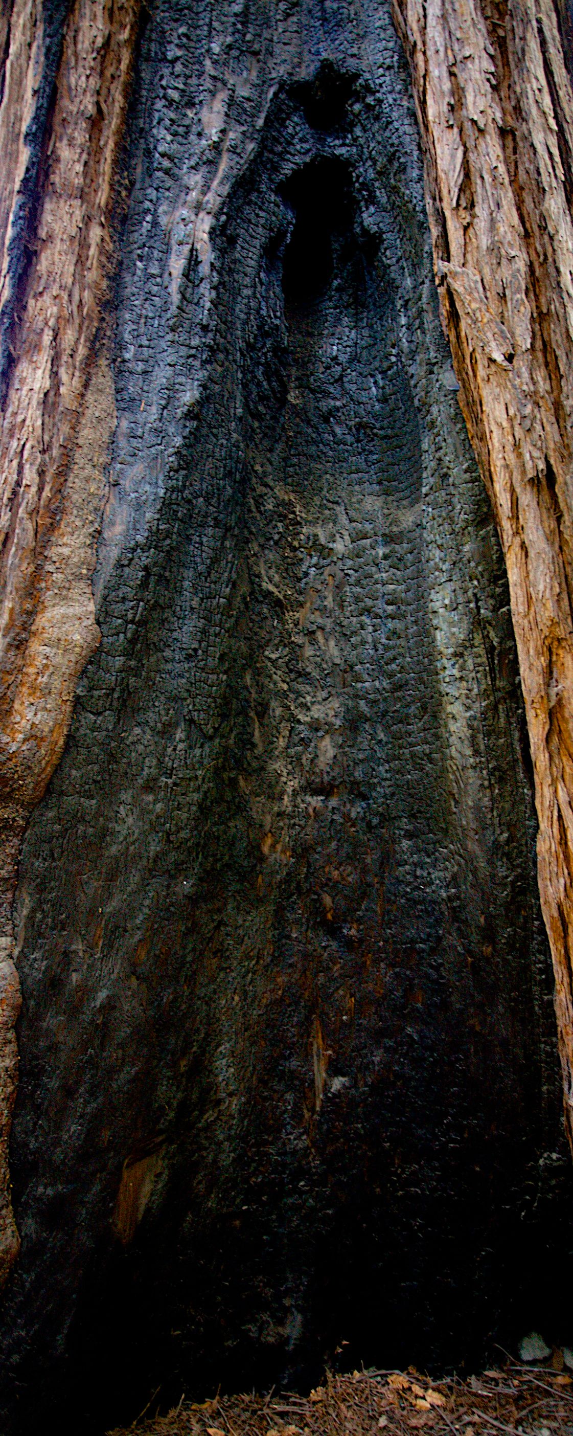 Close-up of a massive redwood tree trunk with fire-scarred black charred hollow cavity revealing ancient bark texture.