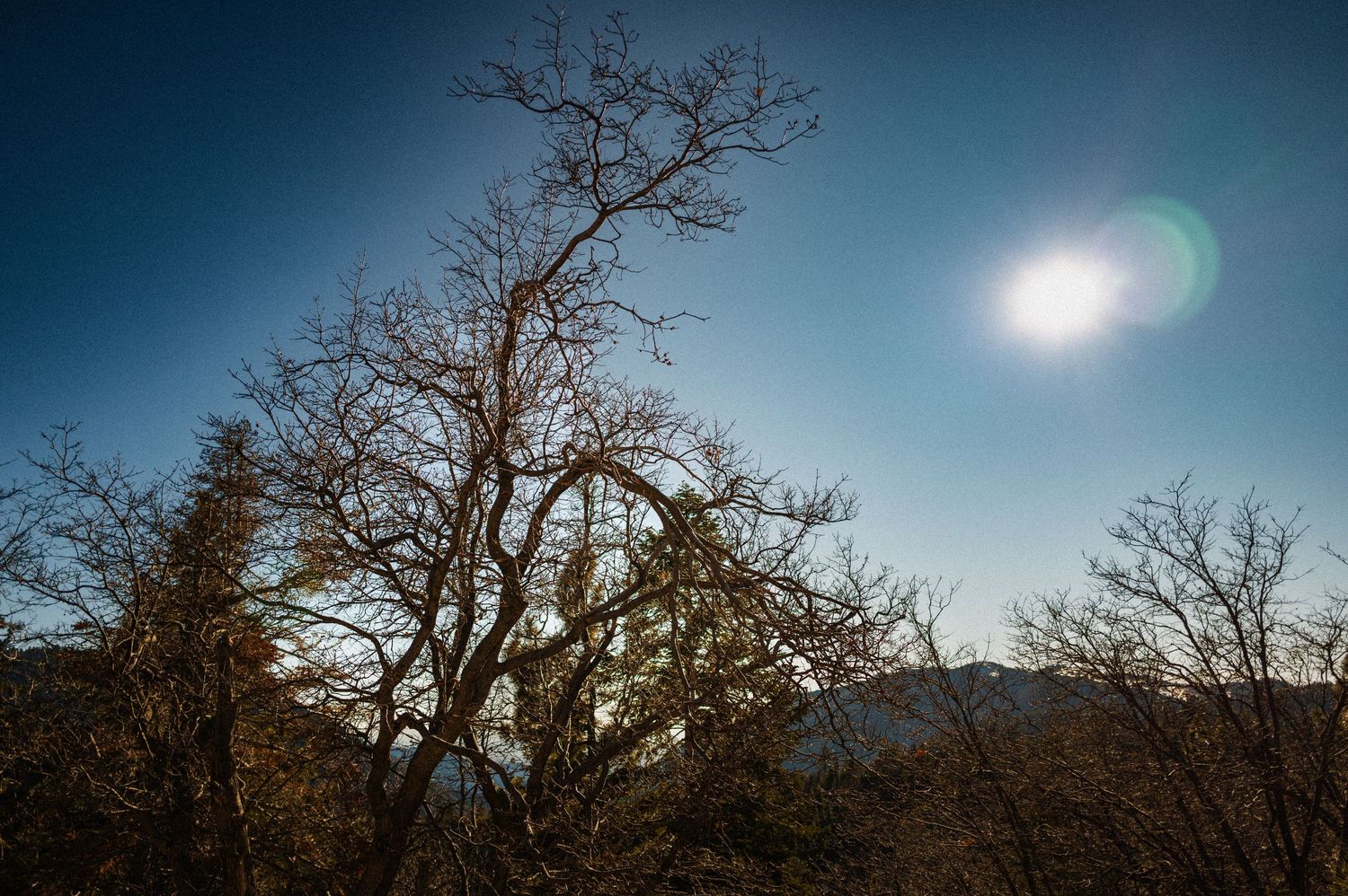 Bare winter tree silhouetted against a bright blue sky with sun flare and mountain backdrop.