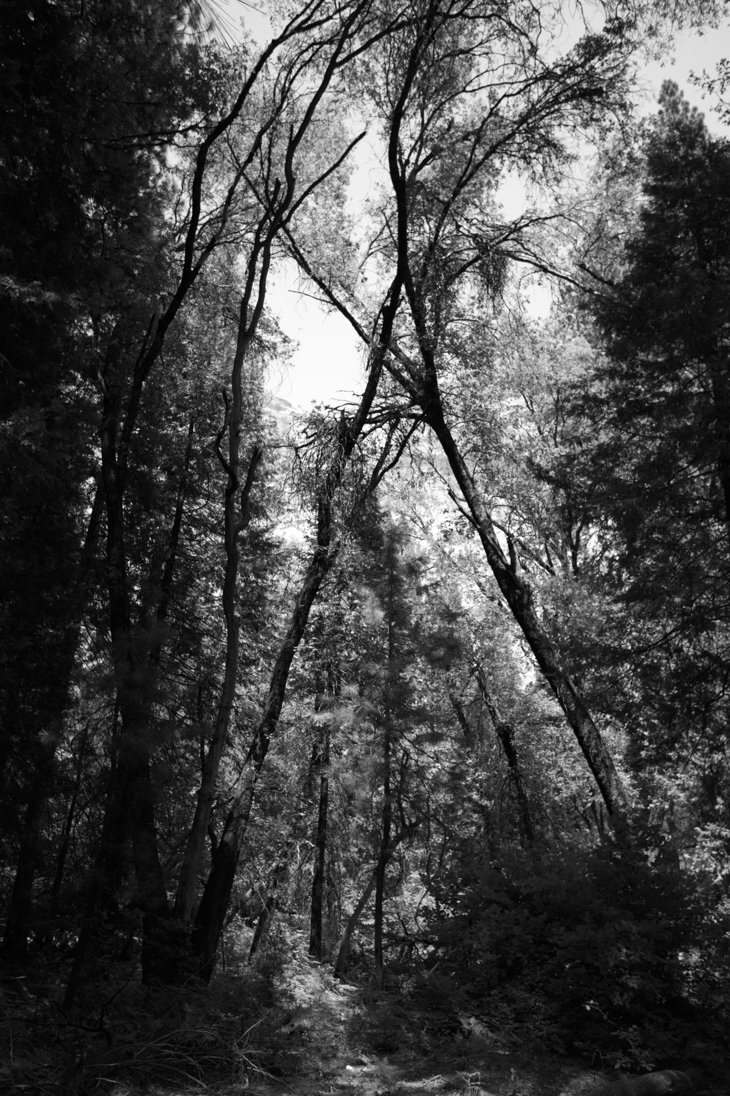 Black and white forest path with tall trees arching overhead, creating a dramatic canopy in a dense woodland setting.