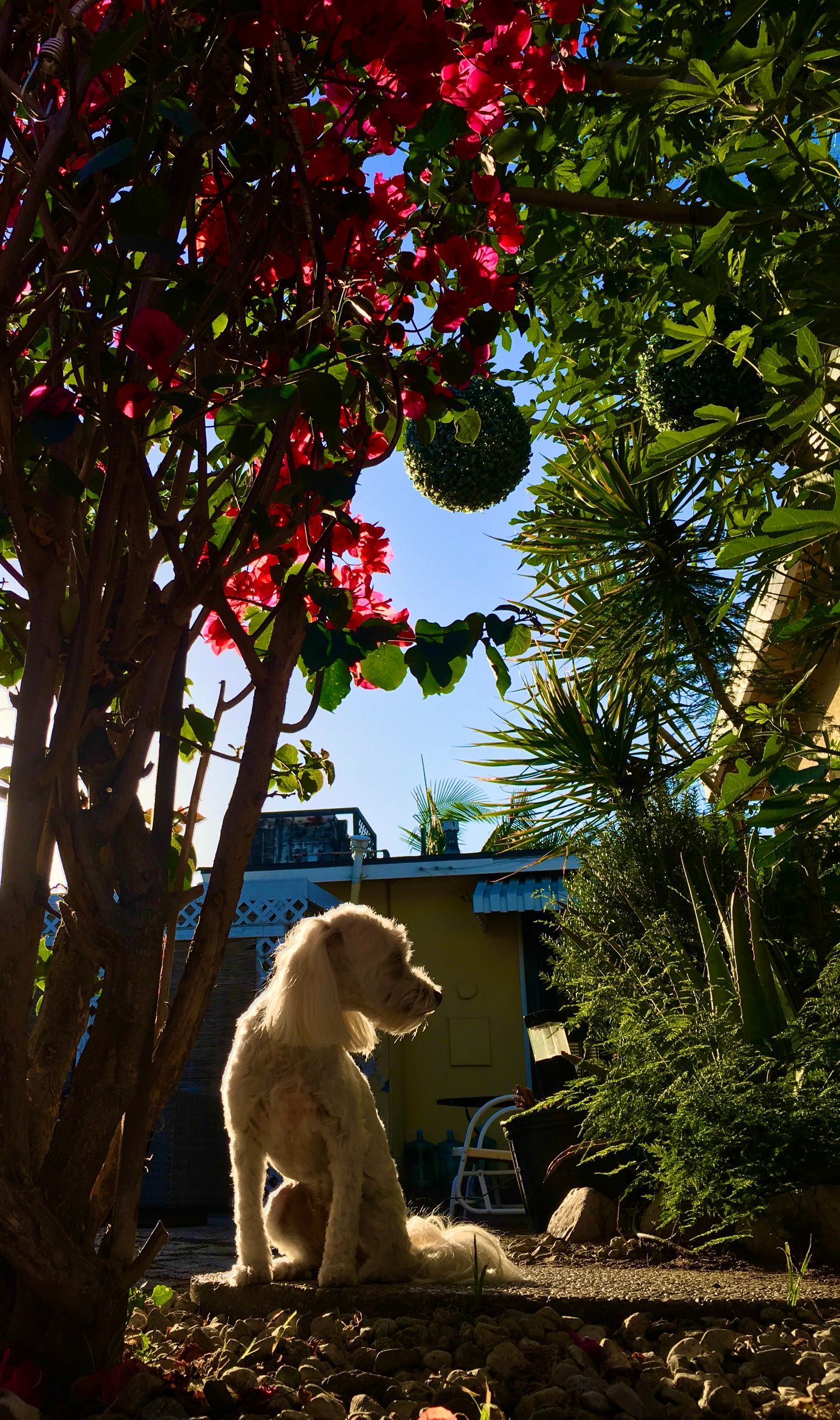 Fluffy white dog sitting peacefully under a vibrant red flowering tree in a sunny garden.