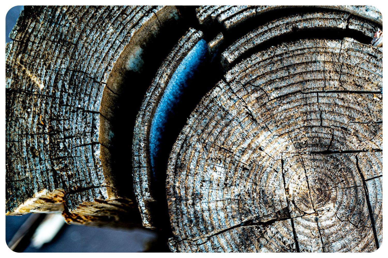 Close-up cross-section of an aged tree trunk showing detailed growth rings and weathered wood texture.