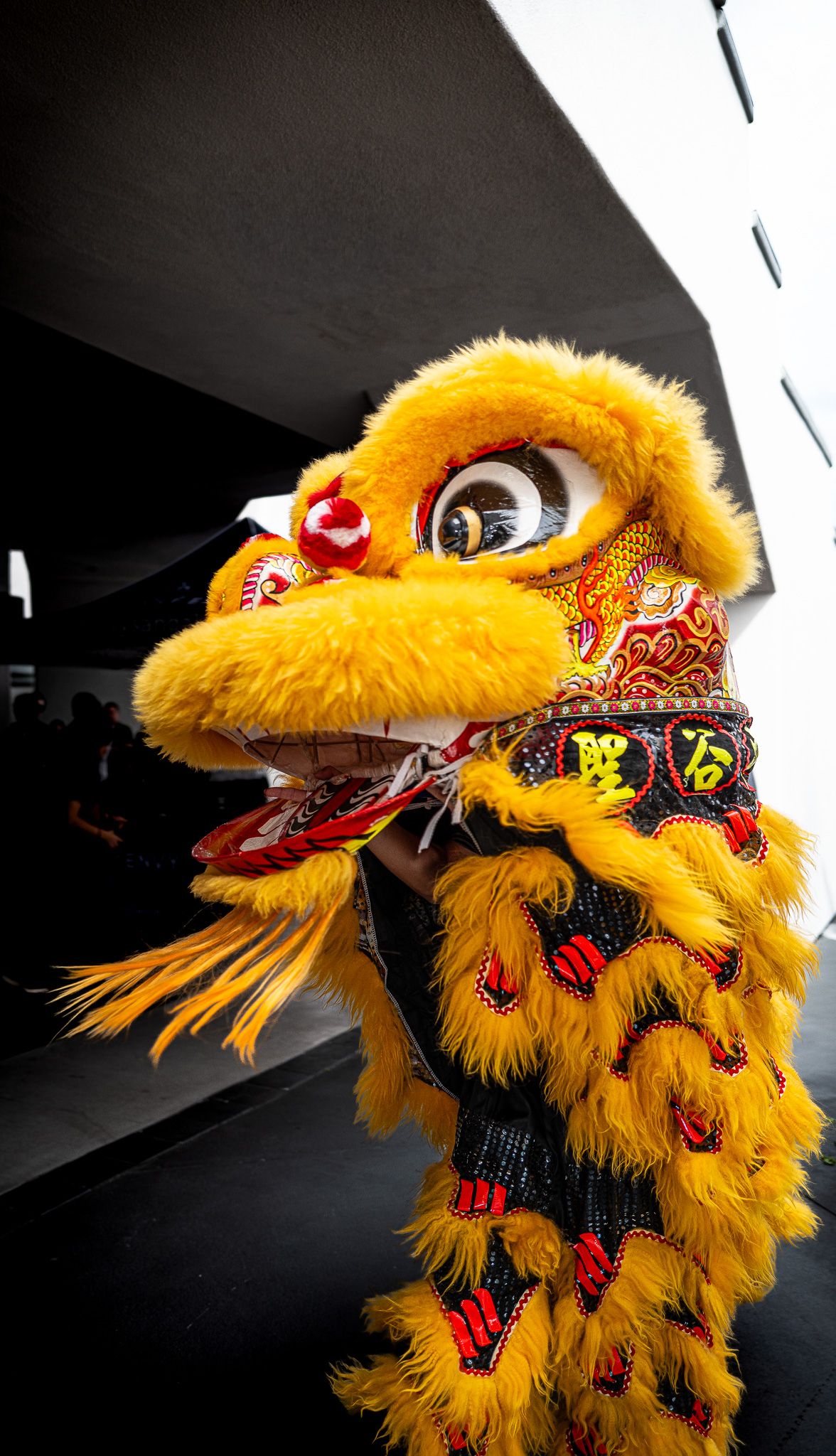 Yellow furry Chinese lion dance costume with large eyes, red pom-pom and ornate embroidered details performing near a modern building.