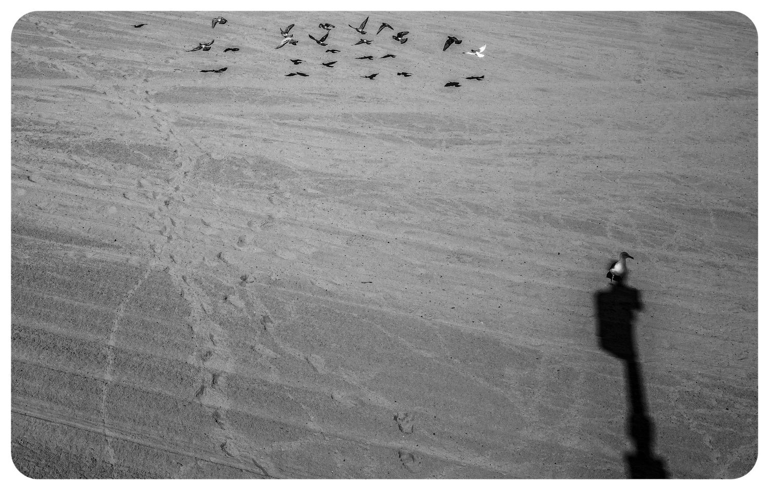 Black and white aerial beach photo with birds, footprints, and lamp shadow.