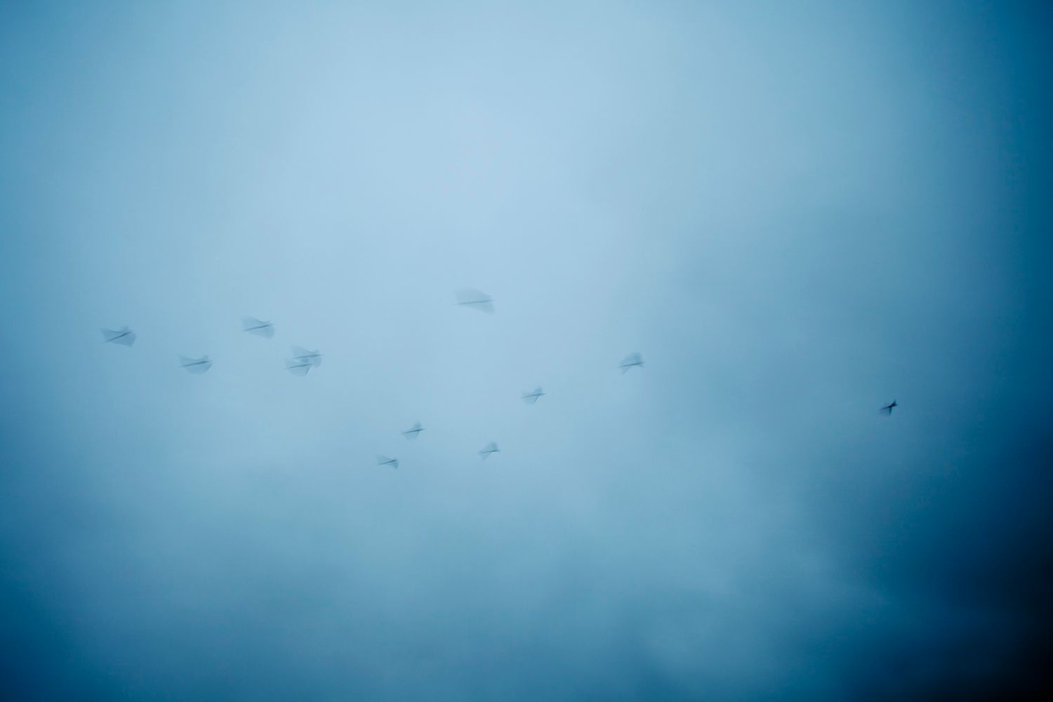 Flock of birds flying through misty blue cloudy sky in moody atmospheric nature photography.