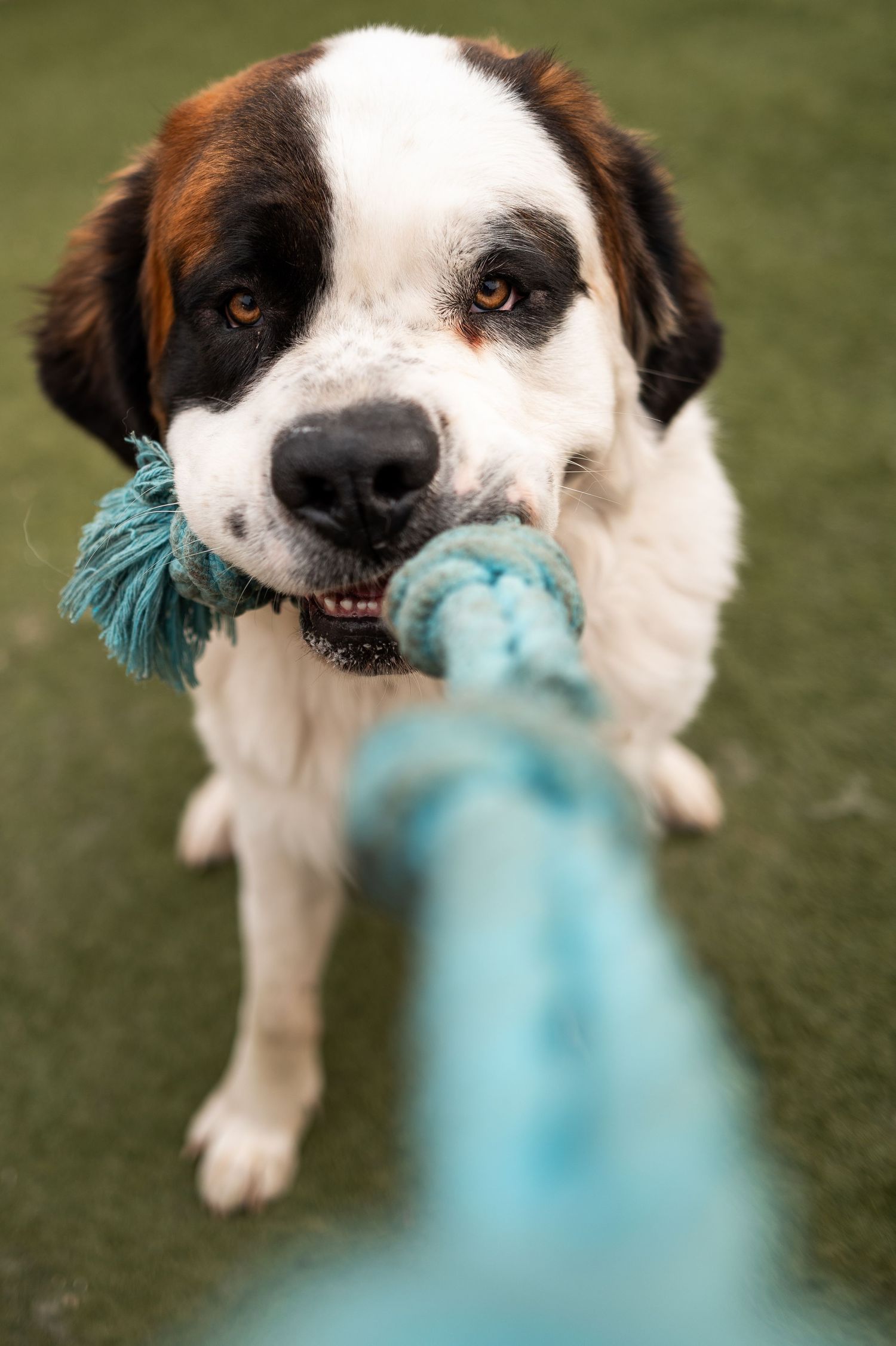 Saint Bernard dog playing tug-of-war with a blue rope toy on a green grass background.