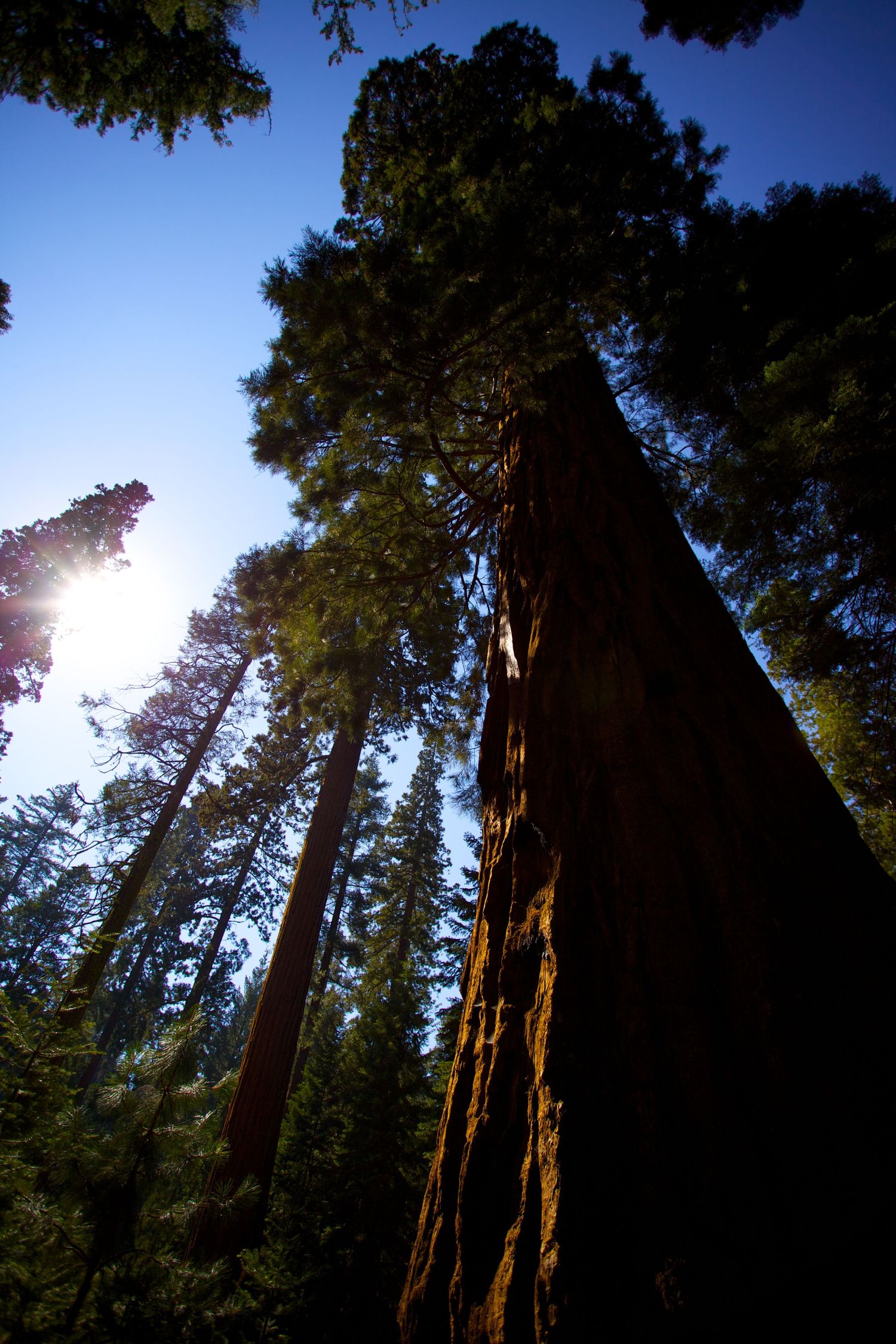 Towering redwood trees stretch toward a clear blue sky, with sunlight filtering through lush green canopies in a serene forest.
