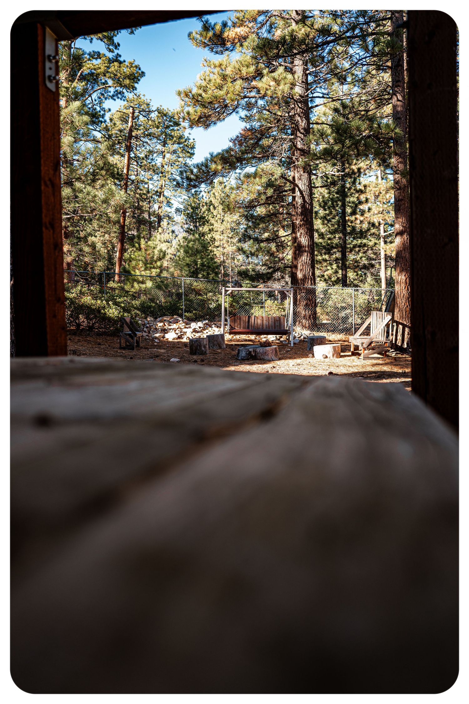 View from a rustic wooden cabin porch looking out to a sunlit pine forest with blue sky.
