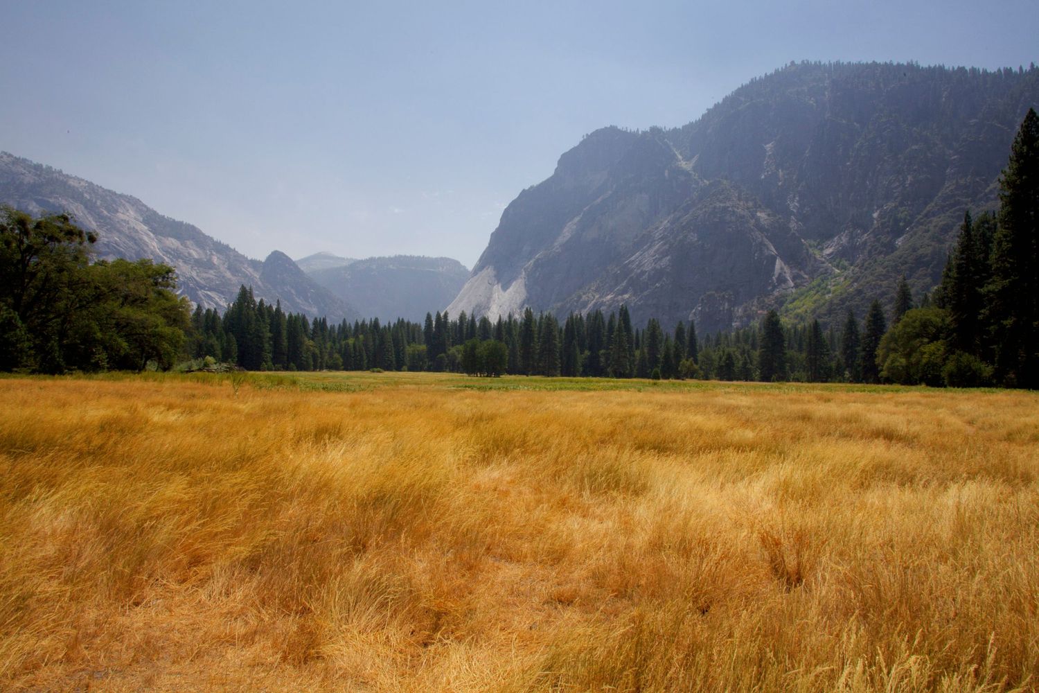Golden meadow with dry grass in Yosemite Valley, framed by tall pine trees and dramatic granite cliffs under a hazy sky.