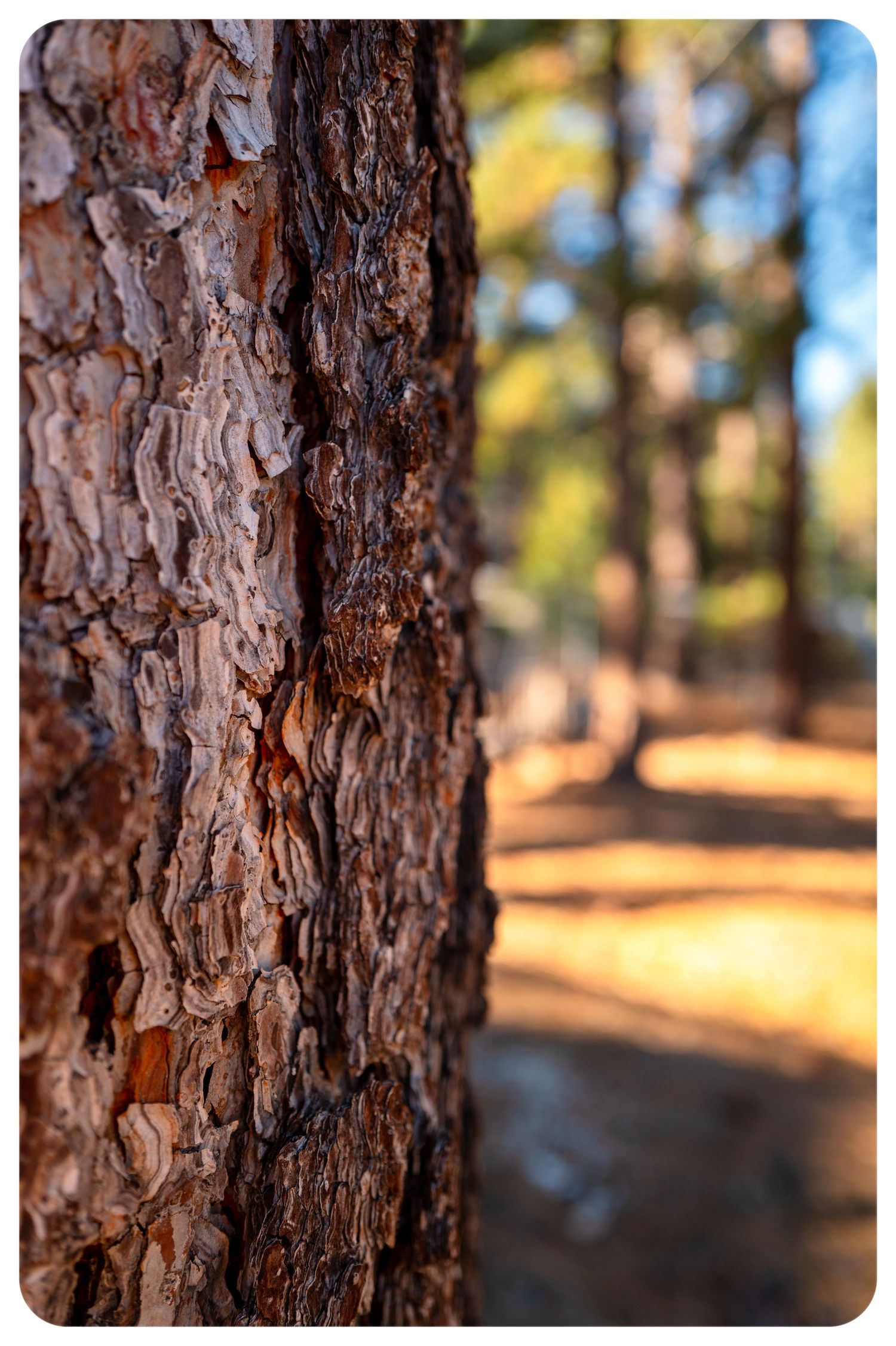 Close-up of rough pine tree bark with a blurred forest path and autumn foliage in the background.