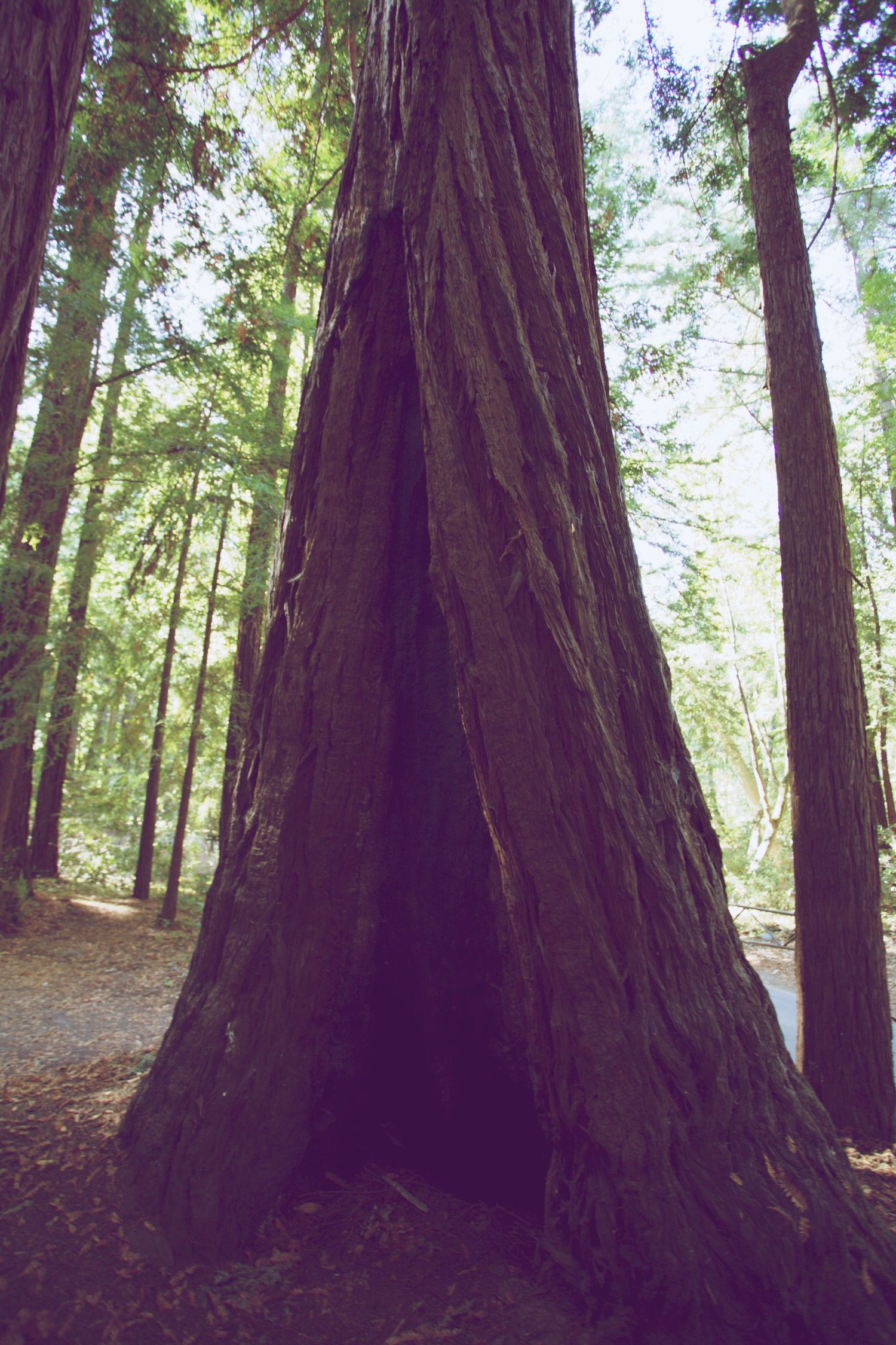 Large hollow redwood tree trunk in a lush green forest with tall trees and dappled sunlight filtering through.