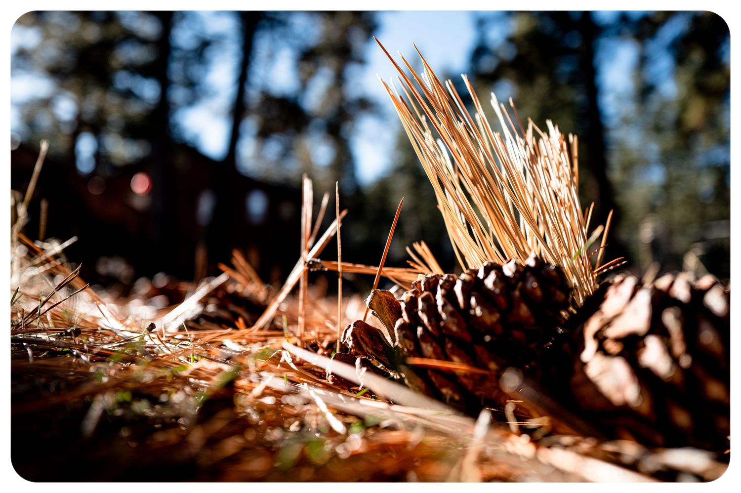Pine cones and fallen needles scattered on a forest floor with bokeh trees in the background.
