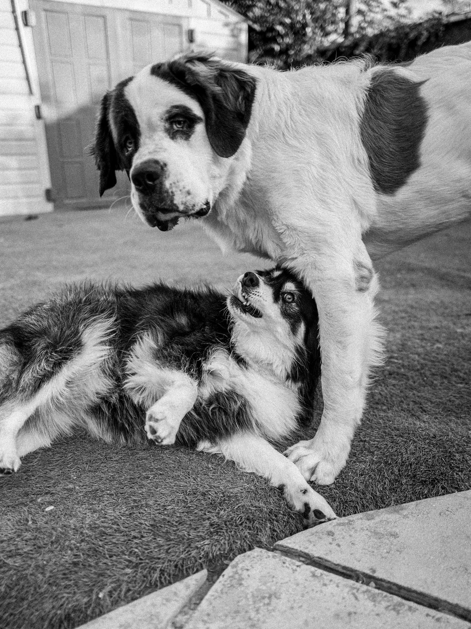 Black and white photo of large and small dogs interacting outdoors.