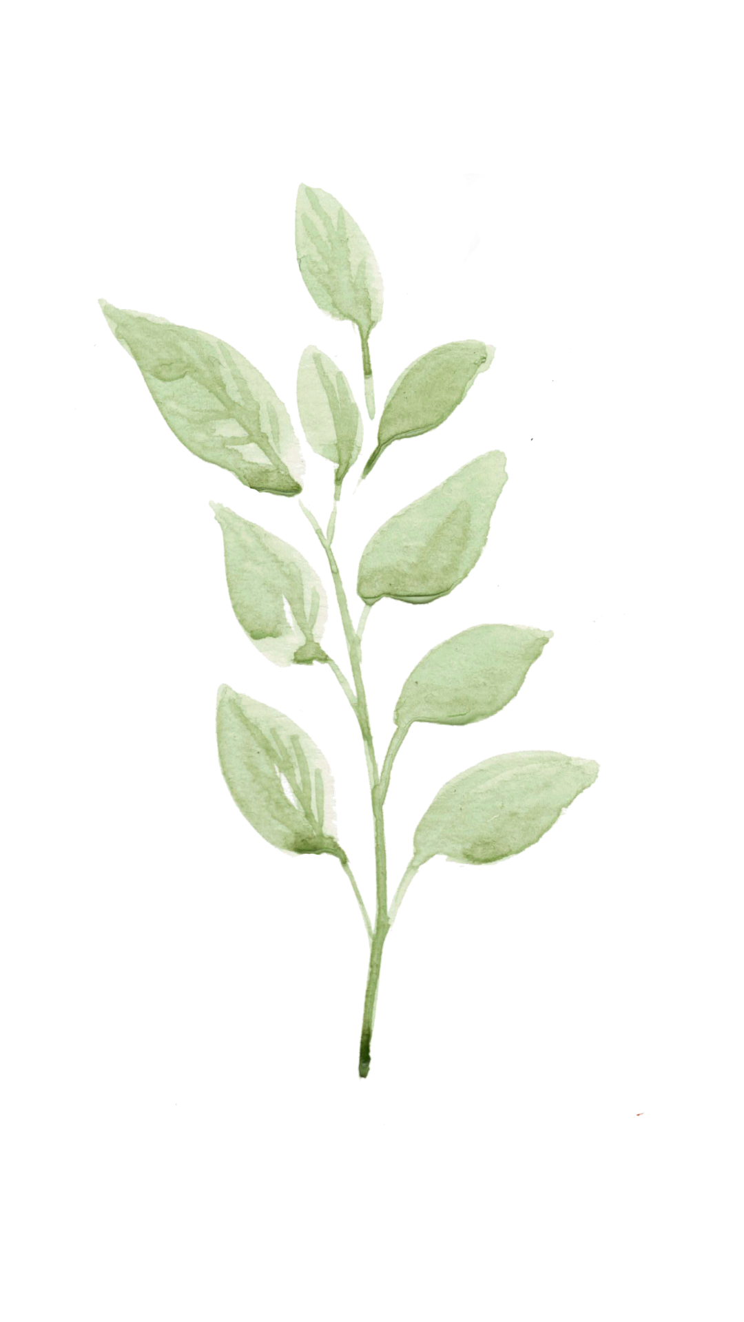 Minimalist sage green watercolor leafy branch illustration used as a botanical design element for Greene House Studios photography.