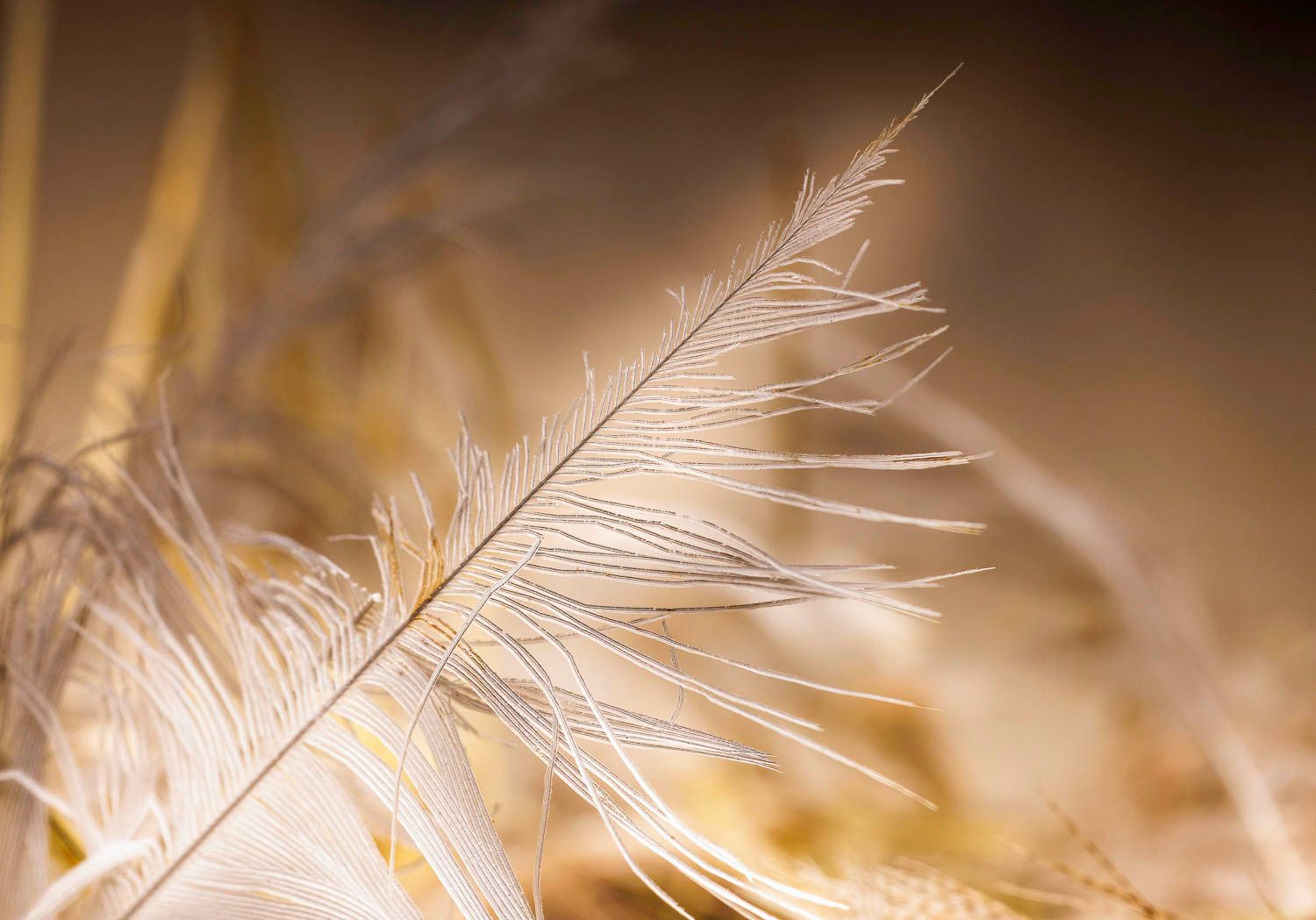 Plume, gros plan
A delicate white feather with wispy strands glows softly against a warm golden bokeh background.
